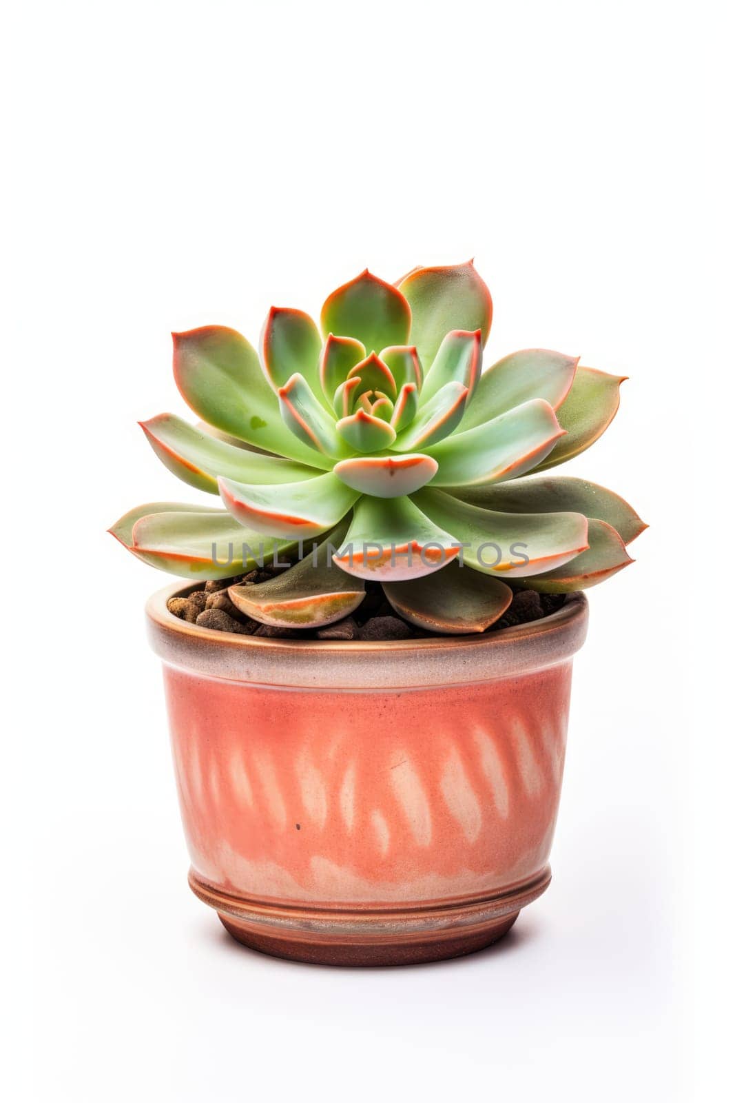 Succulent in ceramic pot isolated on white background, Echeveria close up