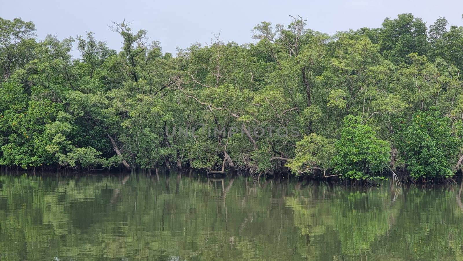 A tranquil body of water is nestled amidst a lush forest, surrounded by towering trees creating a serene and magical landscape. Chantaburi Thailand