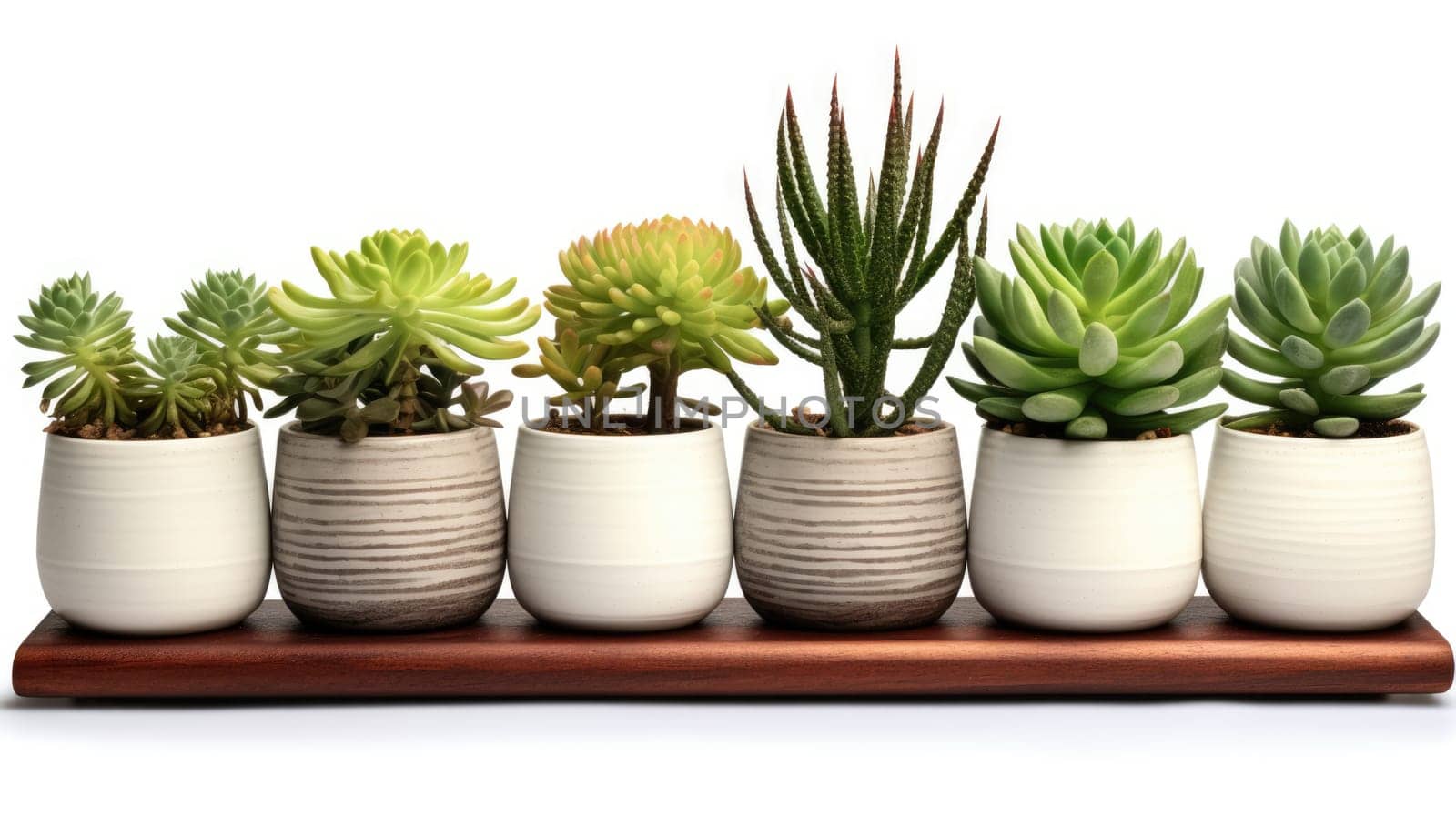 Collection of various cacti and juicy plants in various pots. Houseplants on a white background by Ramanouskaya