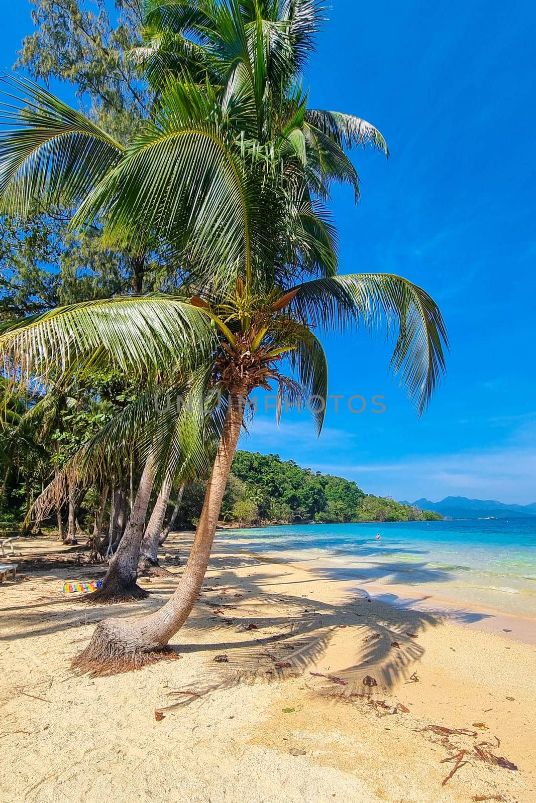 A lone palm tree stands tall on a pristine beach, overlooking crystal clear blue waters under the bright sun by fokkebok