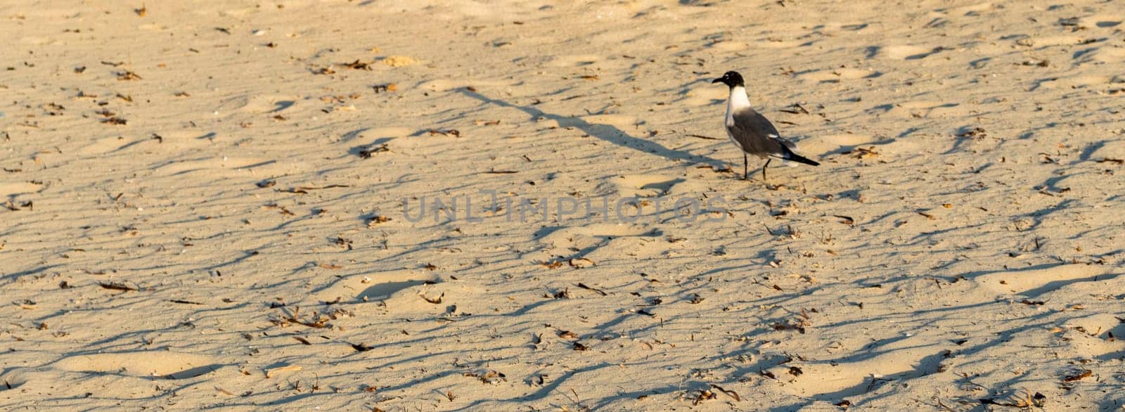 Shot of the seagull walking by the beach