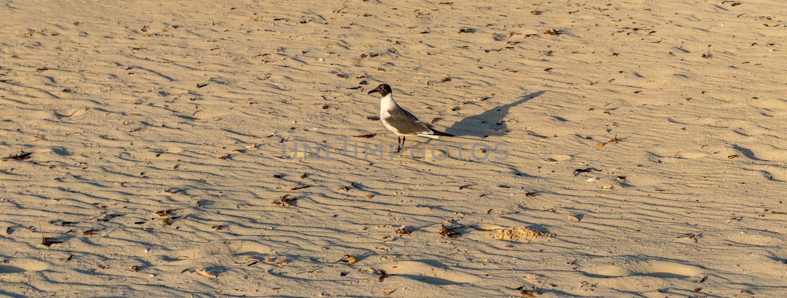 Shot of the seagull walking by the beach. Nature by pazemin