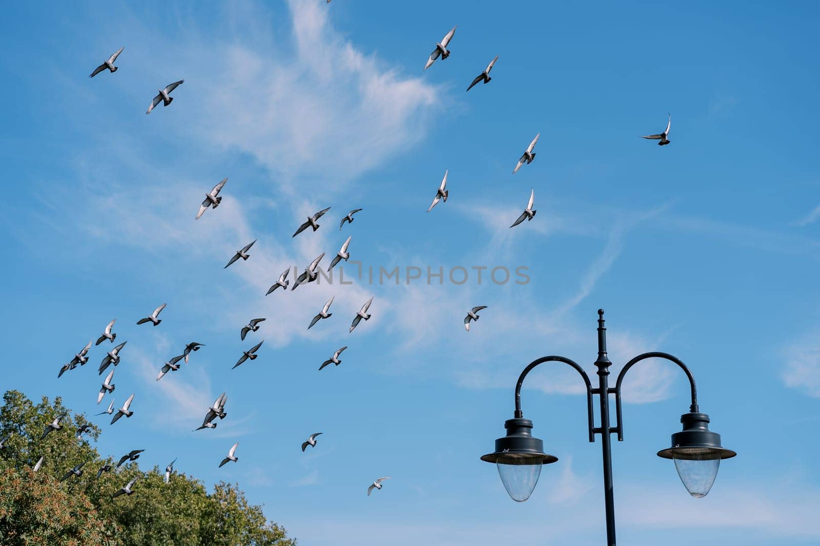 Flock of pigeons flies over green trees in the park. High quality photo