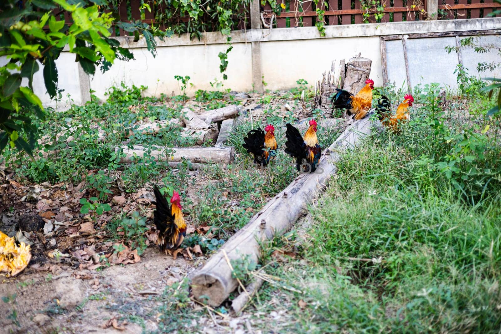 An important rooster leads his chickens for a walk. Agricultural industry. The farming of chickens.
