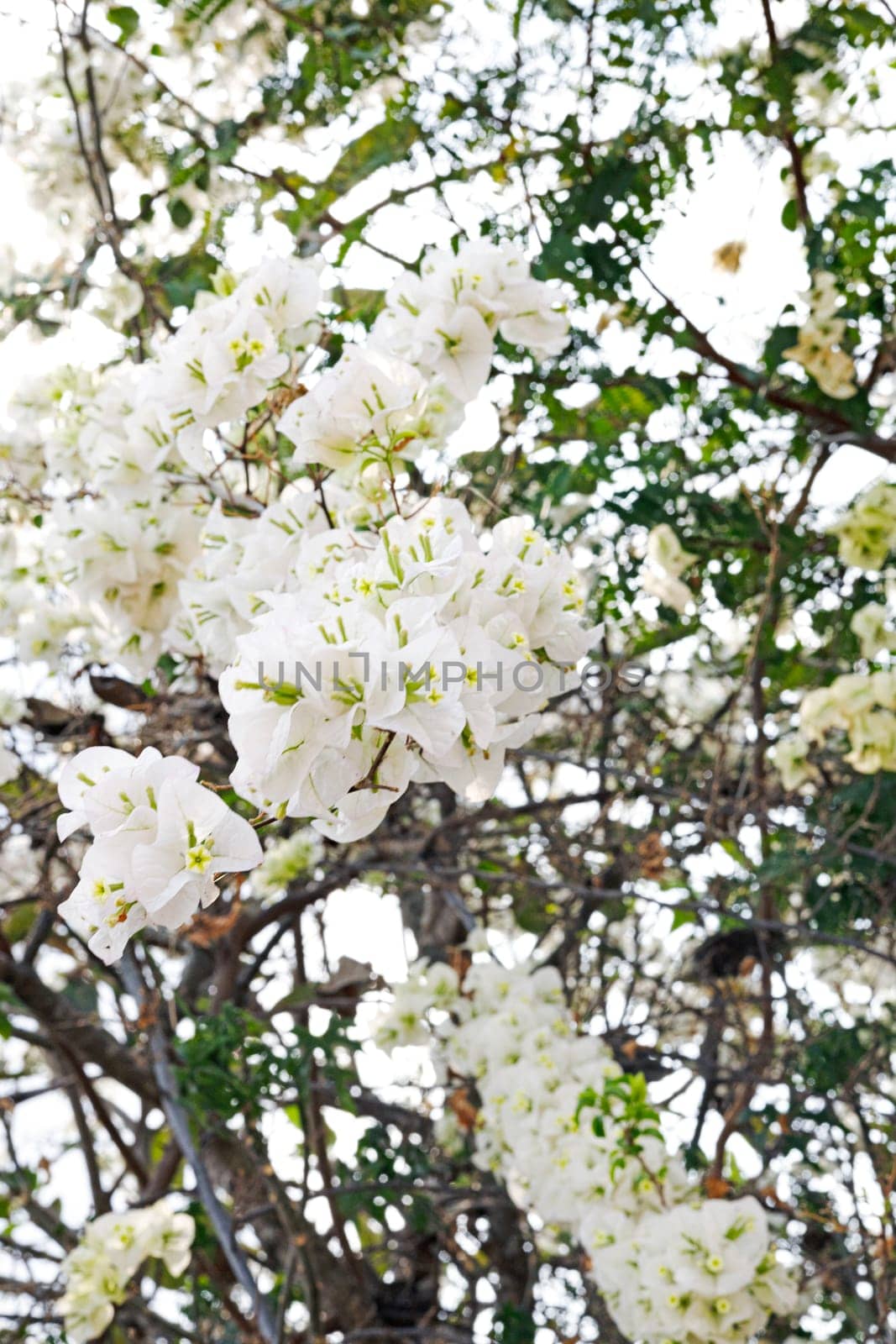 Beautiful White Bougainvillea Flower by urzine