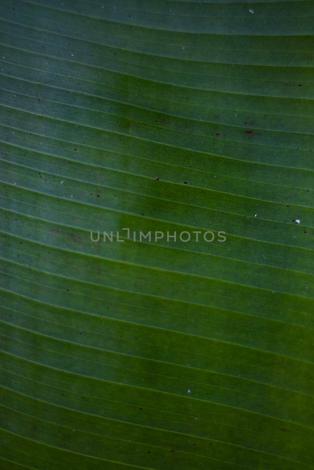 Close Up Of Banana Leave by urzine