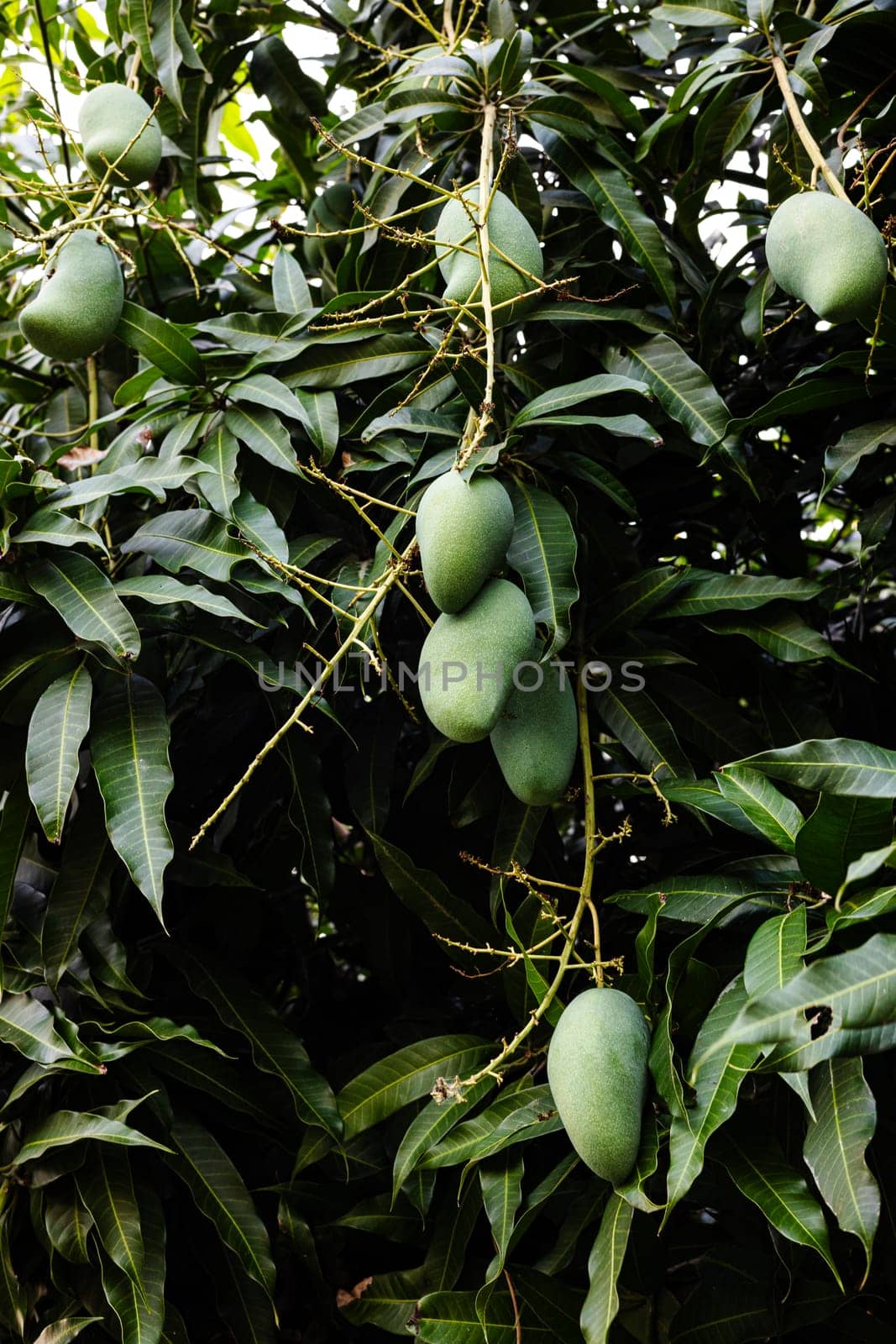 Close Up Of Tree With Green Mango Fruit In The Garden. A bunch of mango with blur leaf background.
