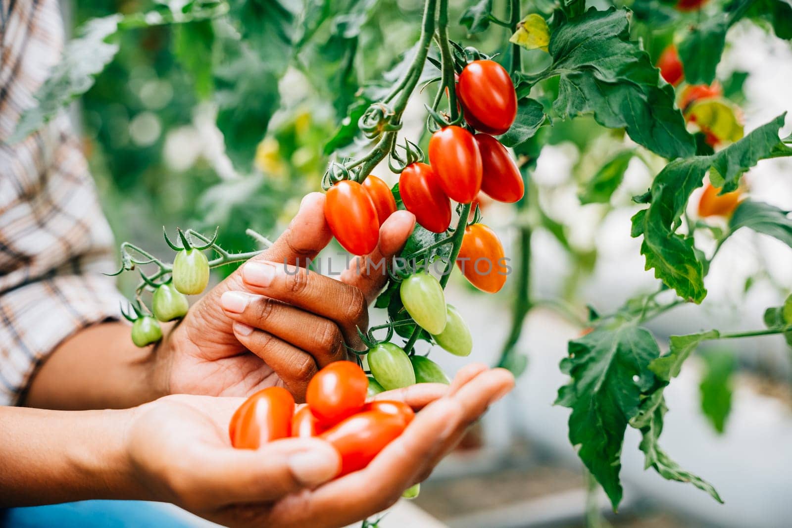 Close-up of farmer's hands gently holding cherry tomatoes in a greenhouse. Quality harvest exhibits meticulous growth care. Nature's lush outdoors convey abundance.