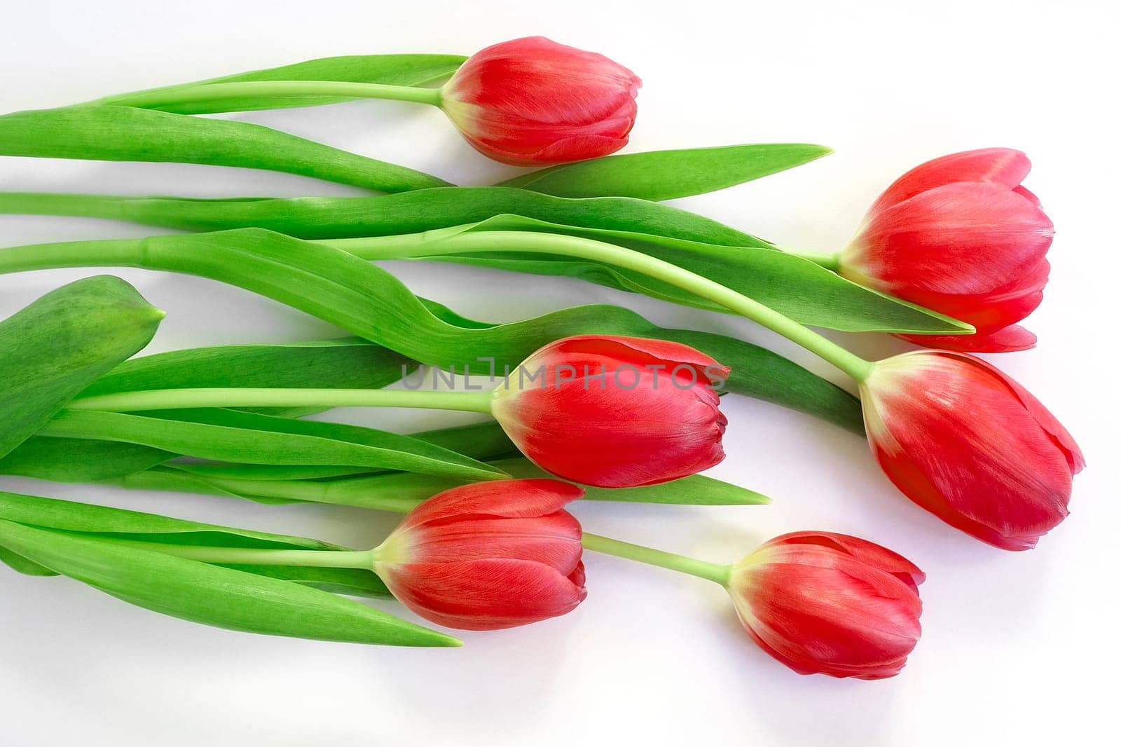 Red tulip flowers bouquet on white background. Flat lay, top view.
