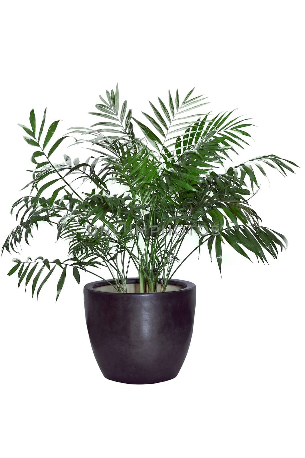 Kentia Palm Tree grey in pot. Houseplant isolated on white background by Annavish