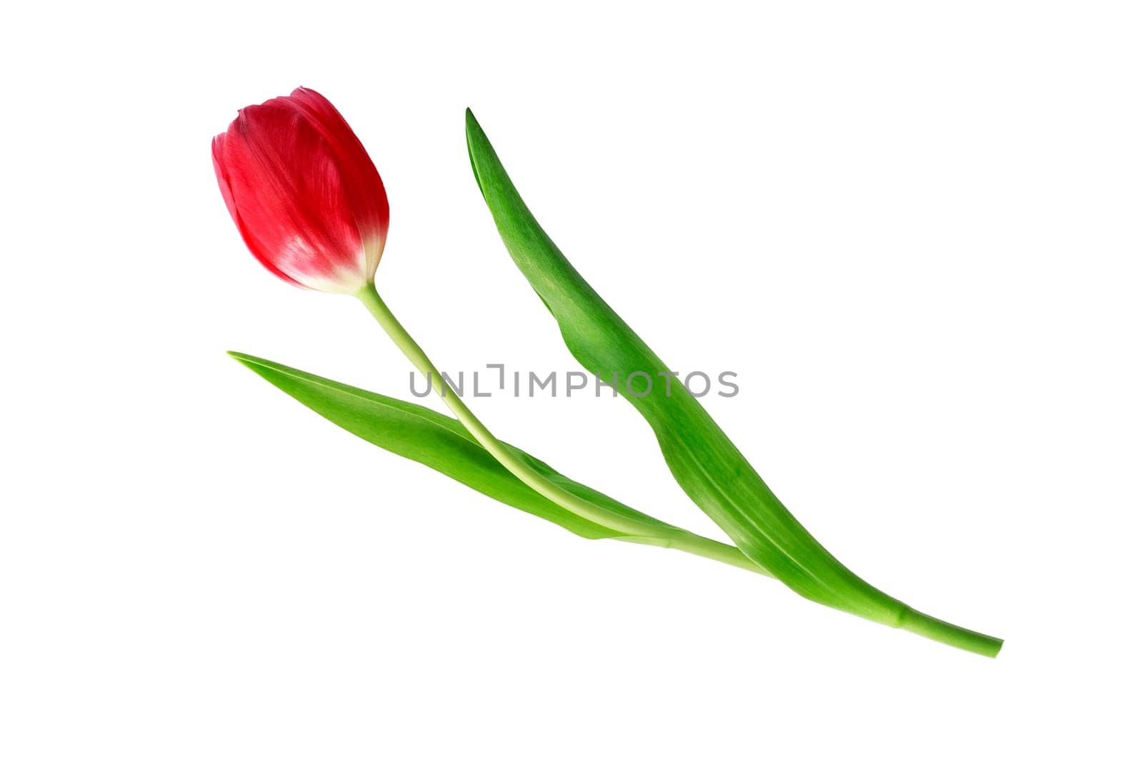 Beautiful red tulip flower on white background. Top view