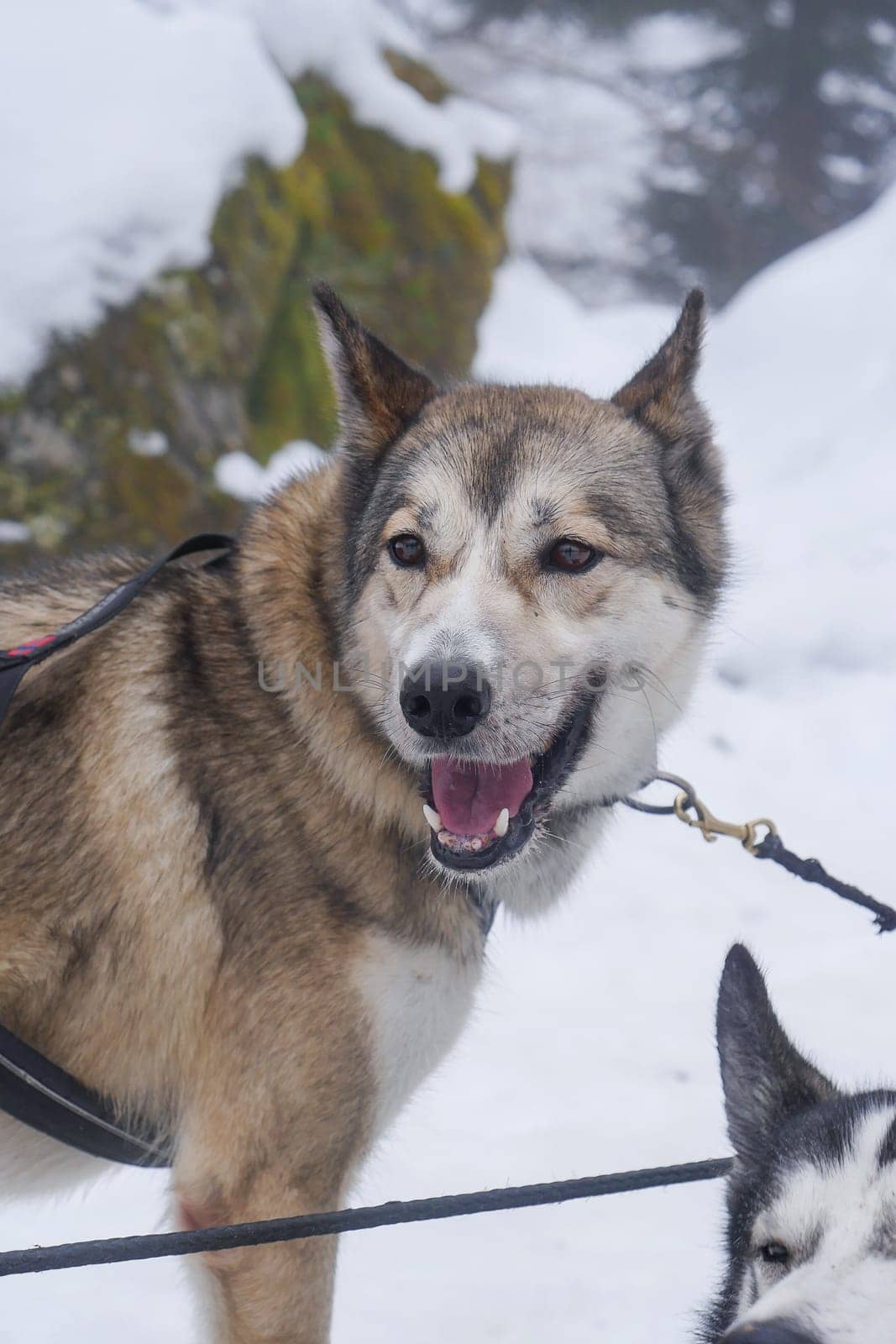 Husky dog ready for a ride, Pyrenees, France, High quality photo