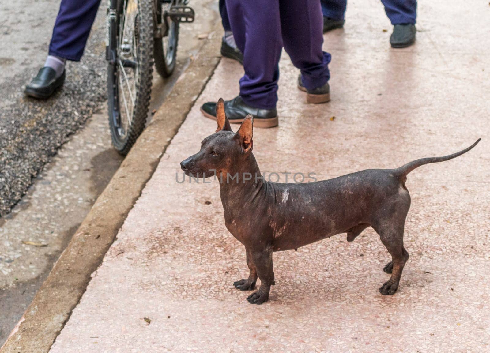 Close up shot of the mexican hairless dog