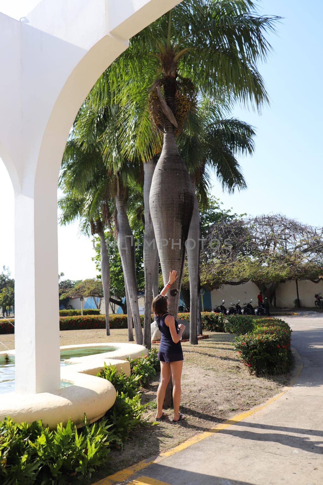Concept shot of so called pregnant palm tree, authentic only to Cuba