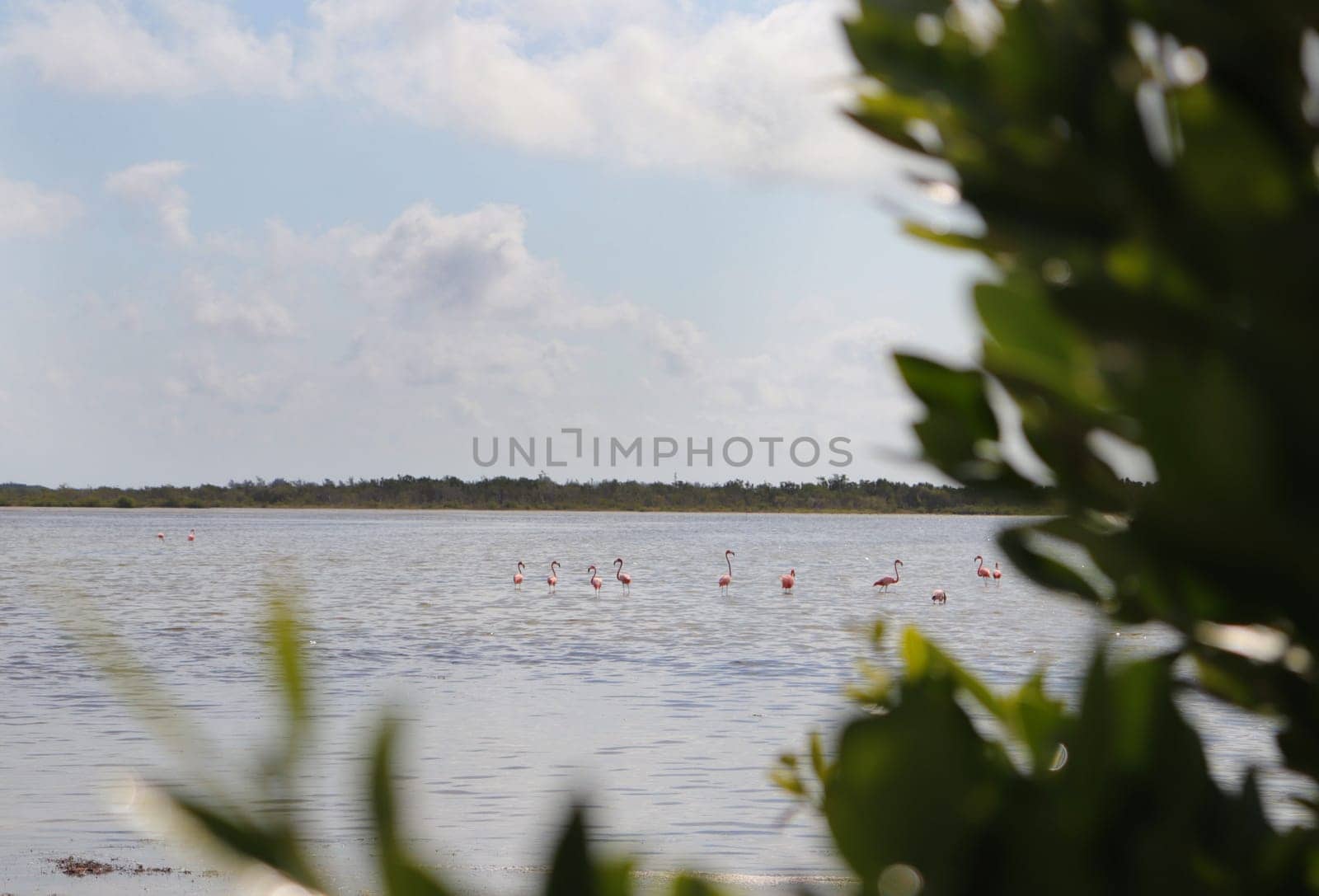 Shot of the flamingos in the lake