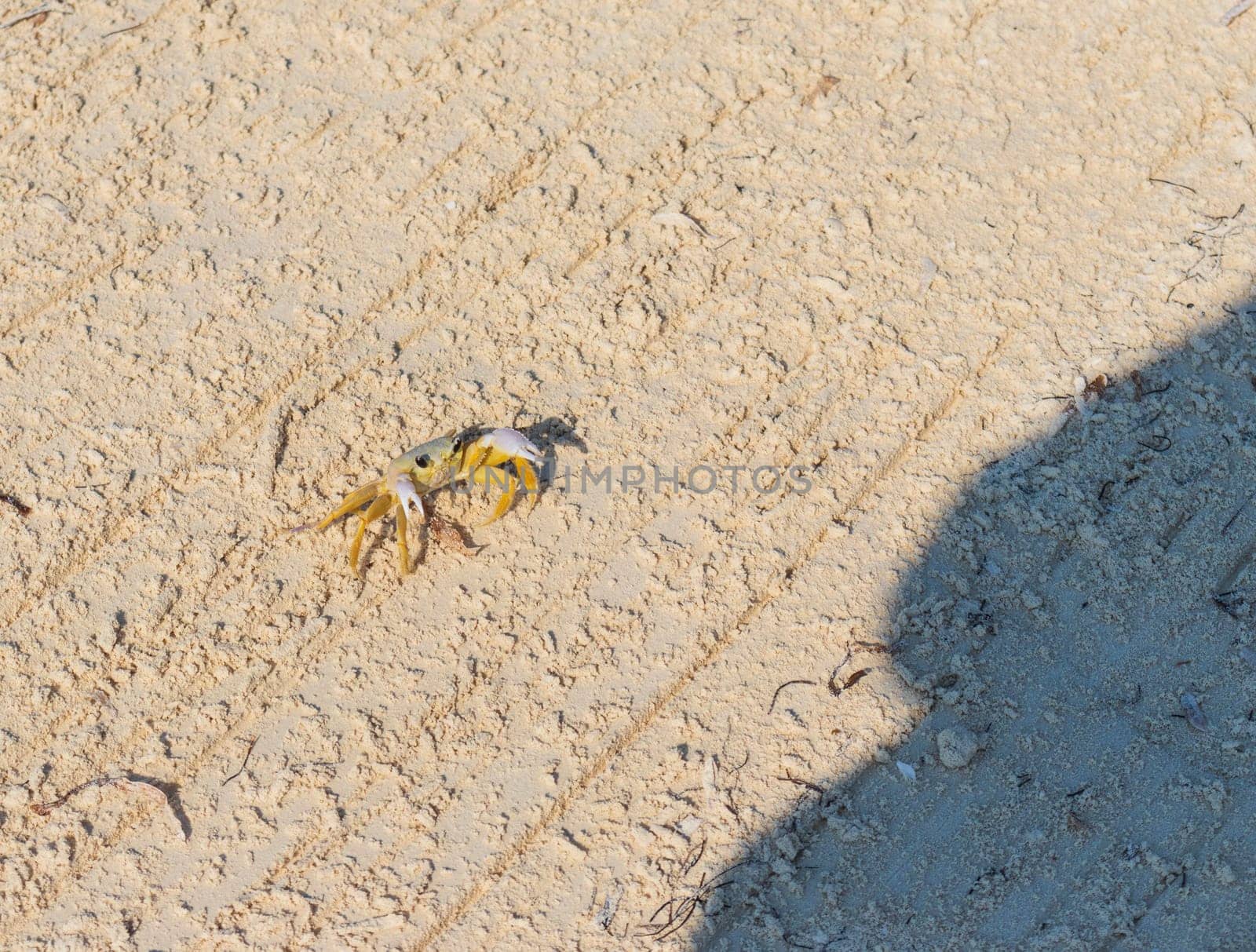 Close up shot of the small crab on the sand