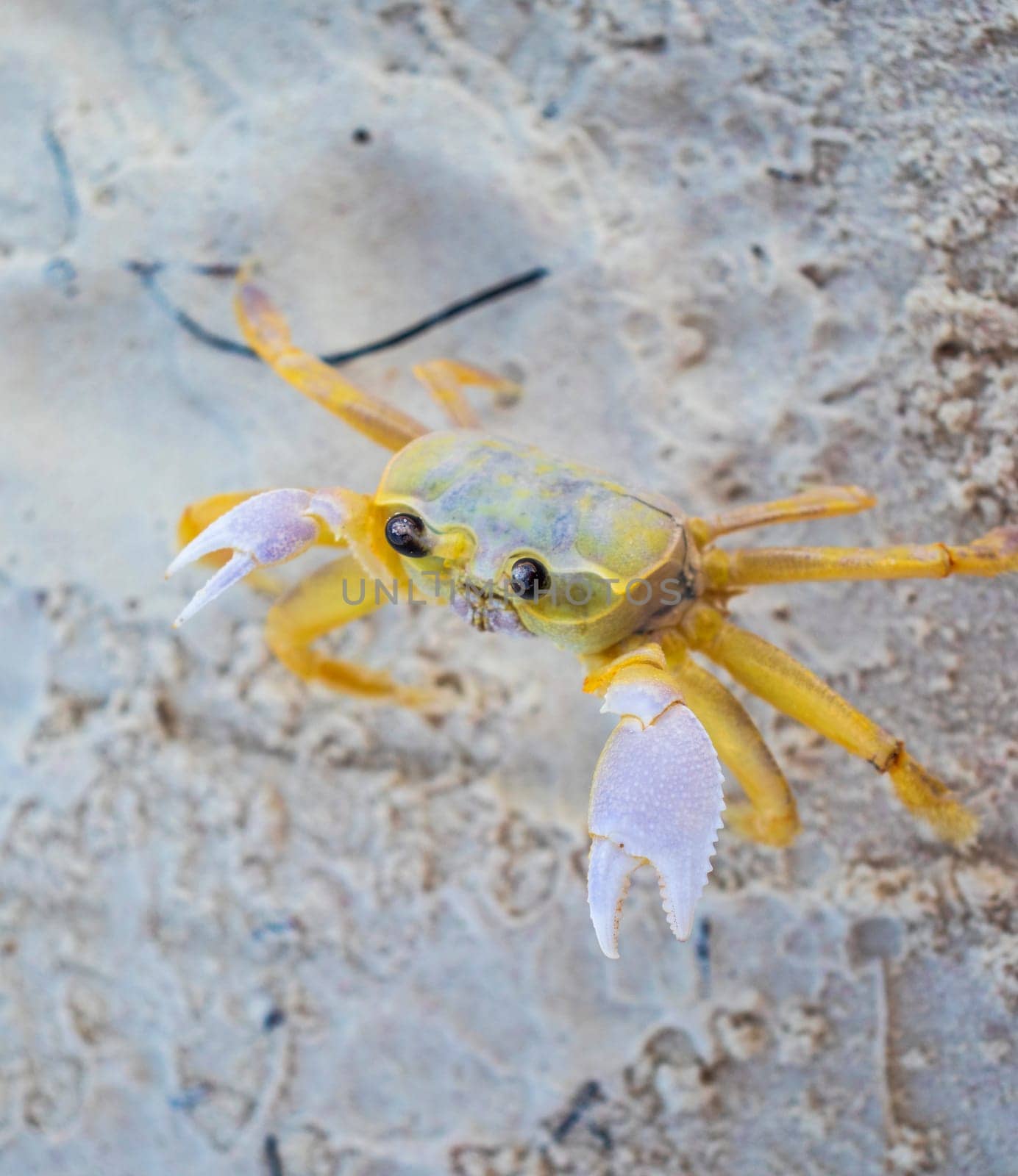 Close up shot of the small crab on the sand