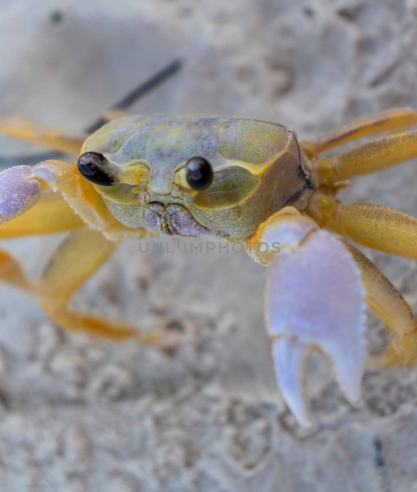 Close up shot of the small crab on the sand
