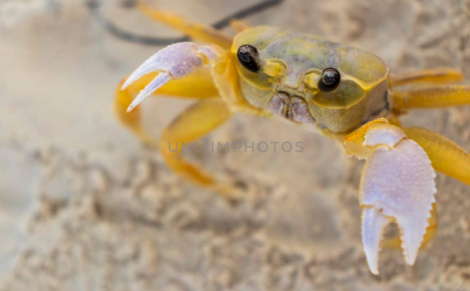 Close up shot of the small crab on the sand