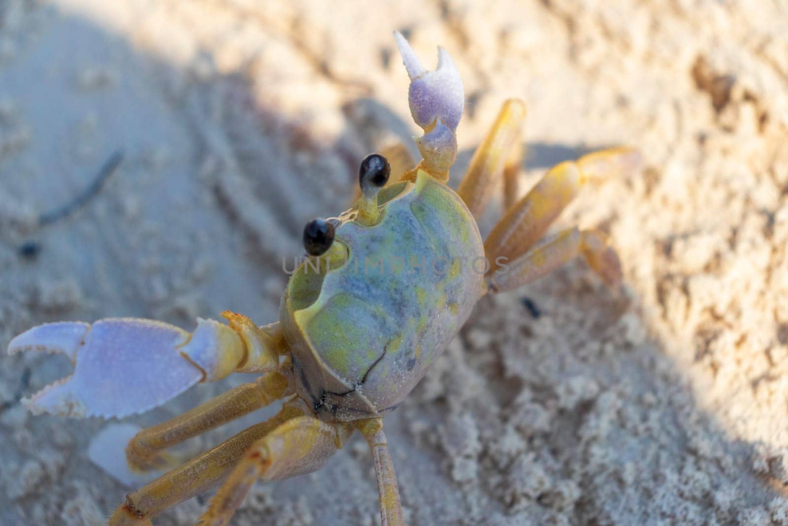 Close up shot of the small crab on the sand