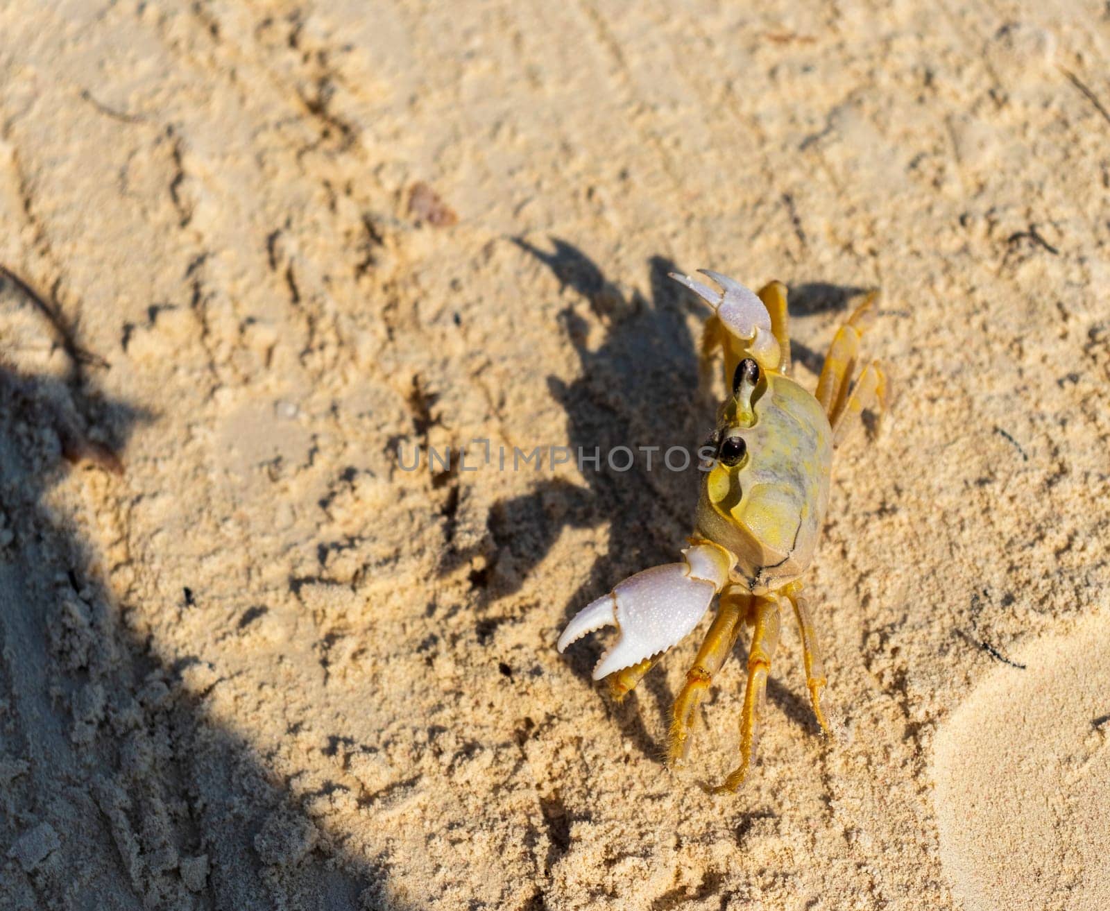 Close up shot of the small crab on the sand