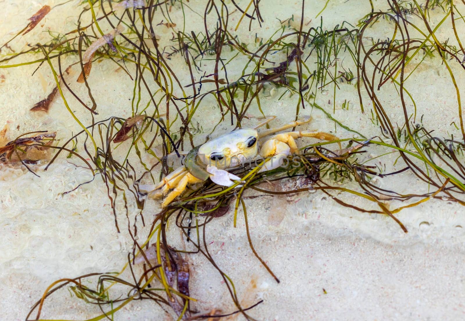 Close up shot of the small crab on the sand