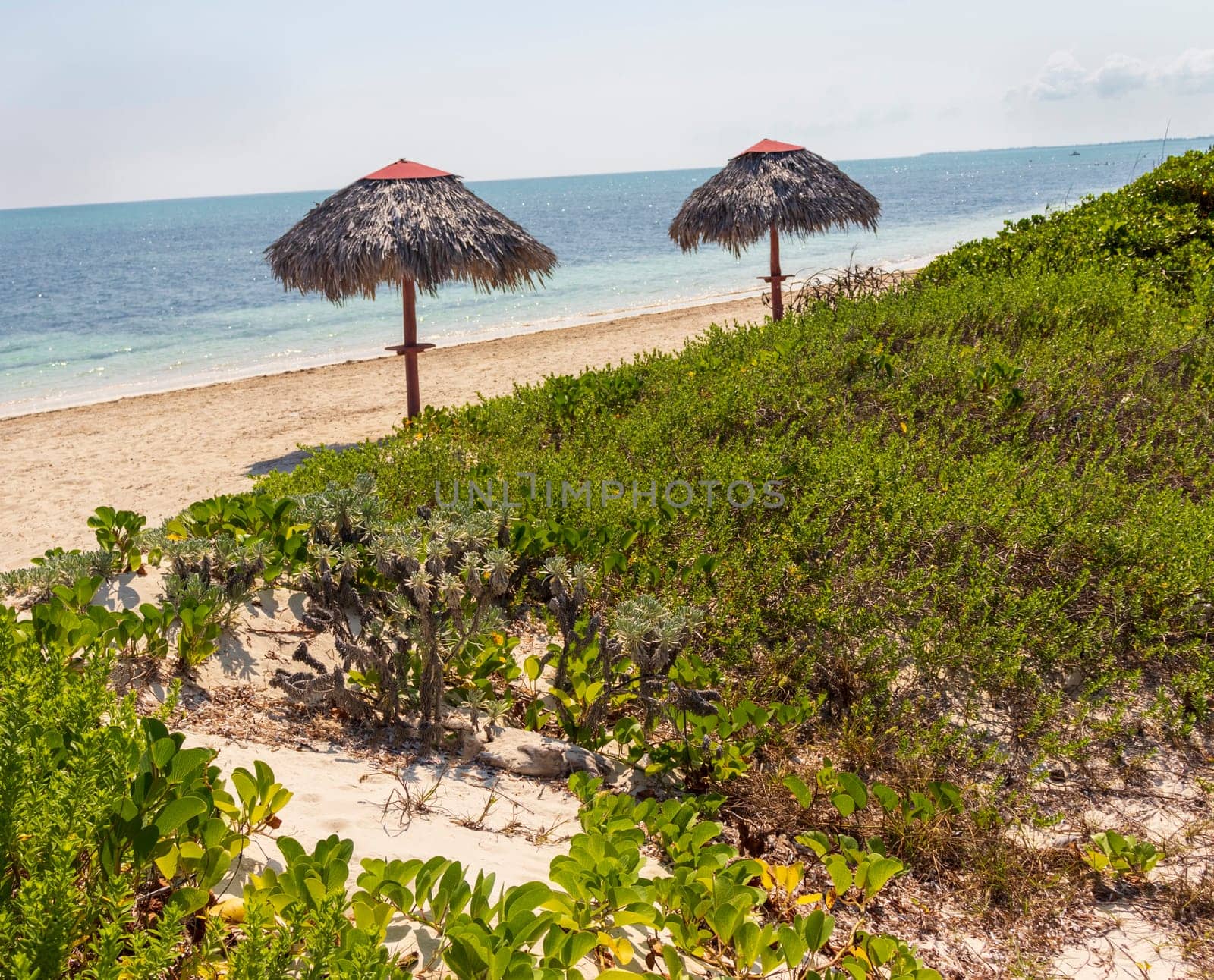 Close up shot of beach umbrellas made of palm trees