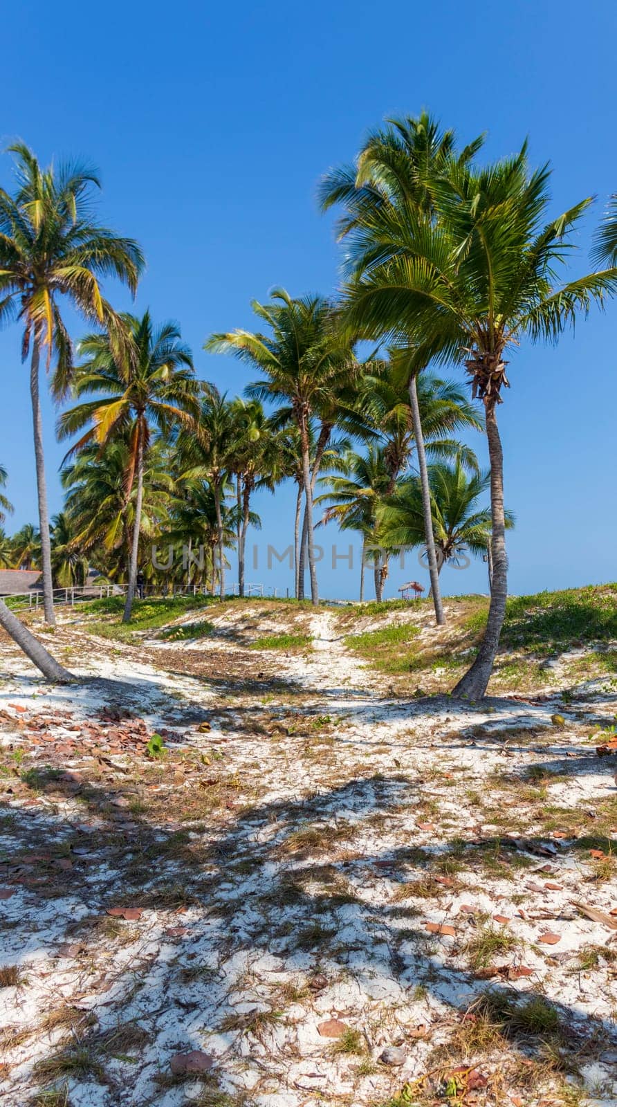 Shot of the coconut palm trees