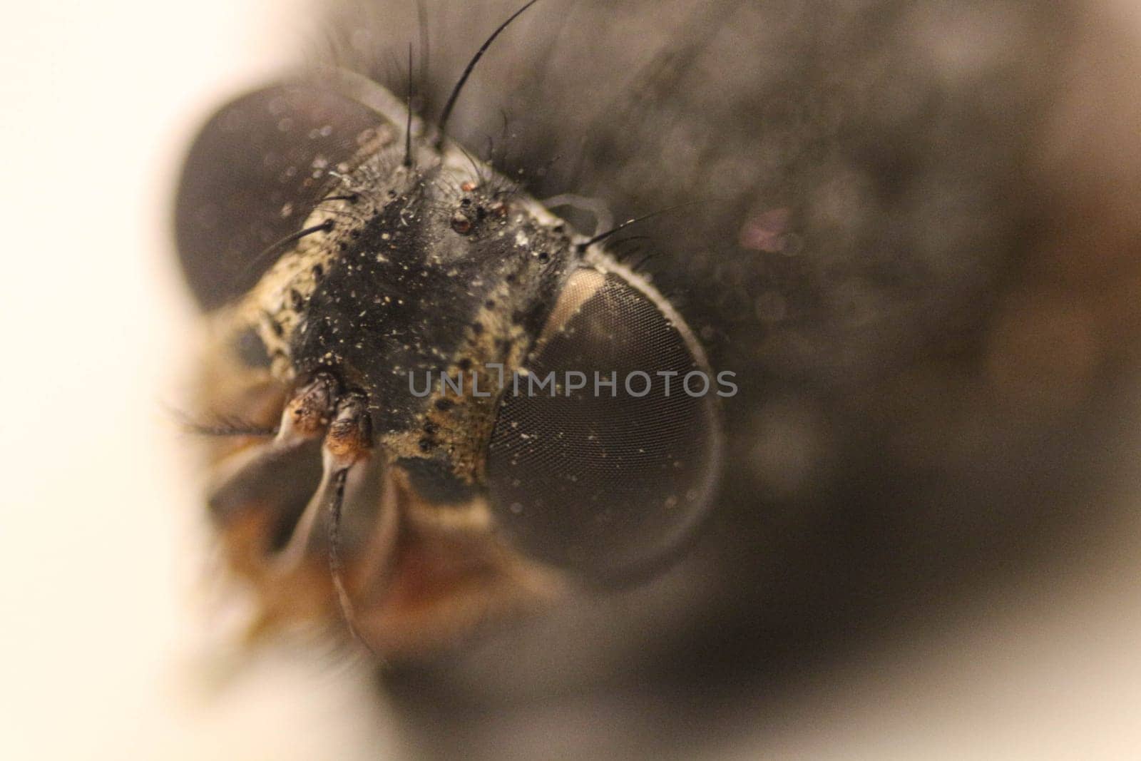 Delve into the mesmerizing world of macro photography as you capture the intricate details of a fly in stunning detail