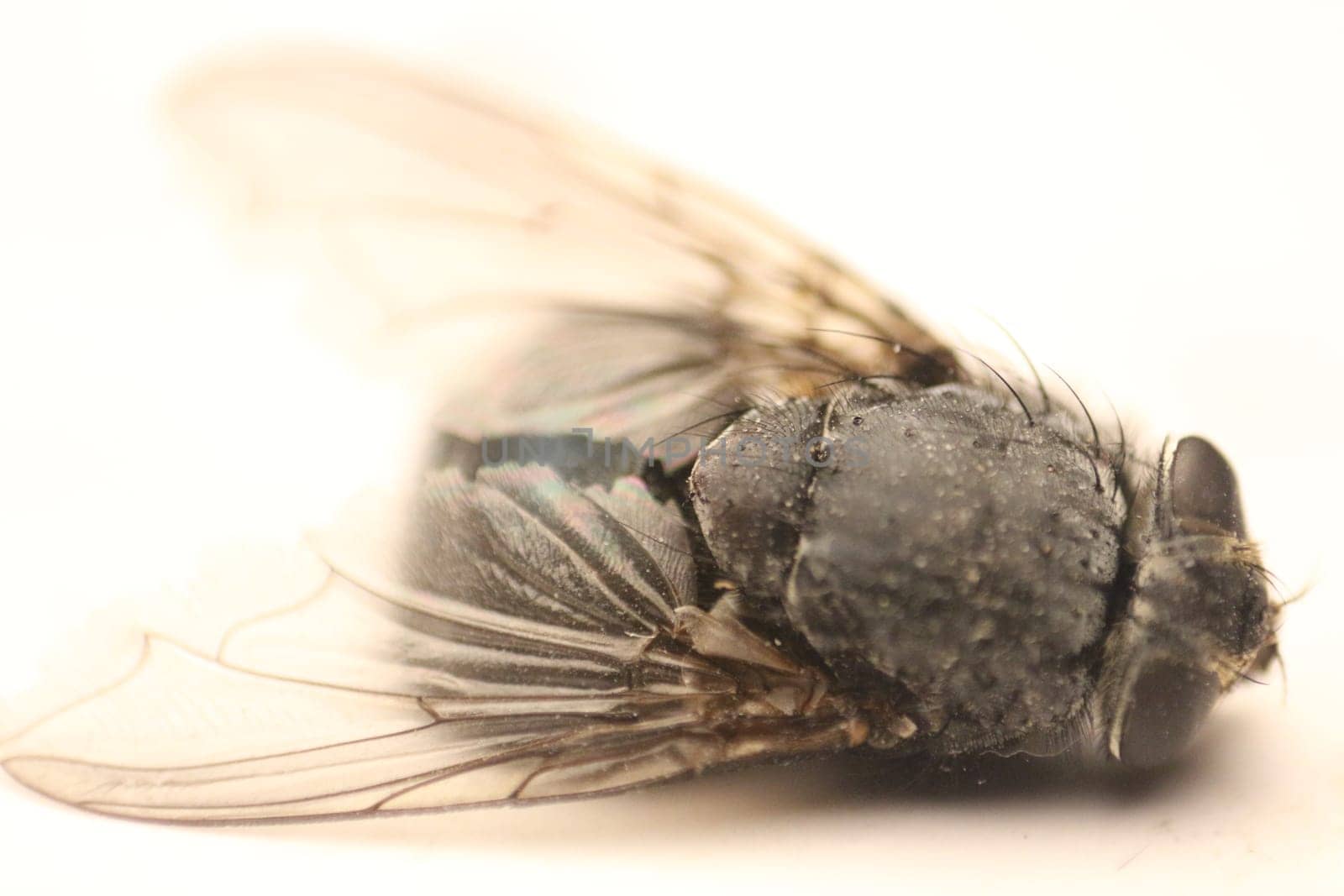 Macro Magic: Capturing the Intricate Beauty of a Fly Up Close by DakotaBOldeman