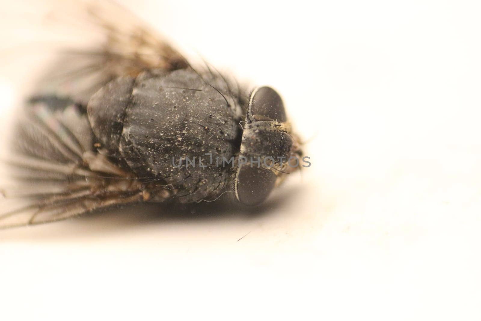 Delve into the mesmerizing world of macro photography as you capture the intricate details of a fly in stunning detail