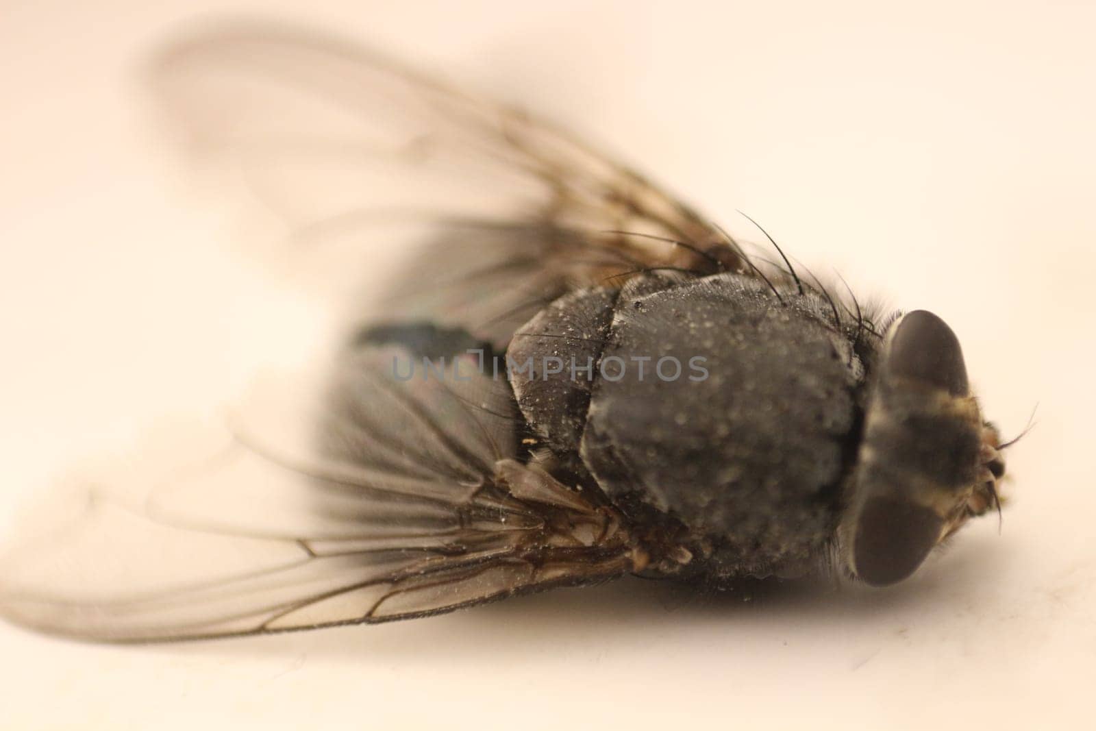 Macro Magic: Capturing the Intricate Beauty of a Fly Up Close by DakotaBOldeman