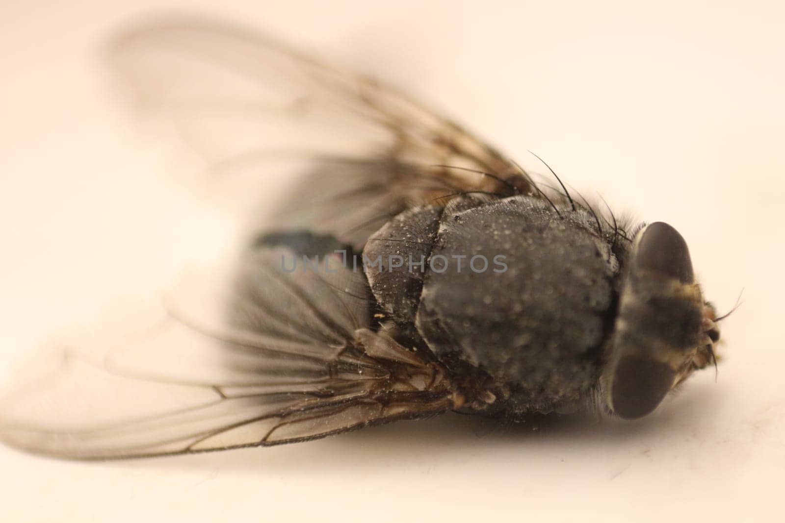 Delve into the mesmerizing world of macro photography as you capture the intricate details of a fly in stunning detail