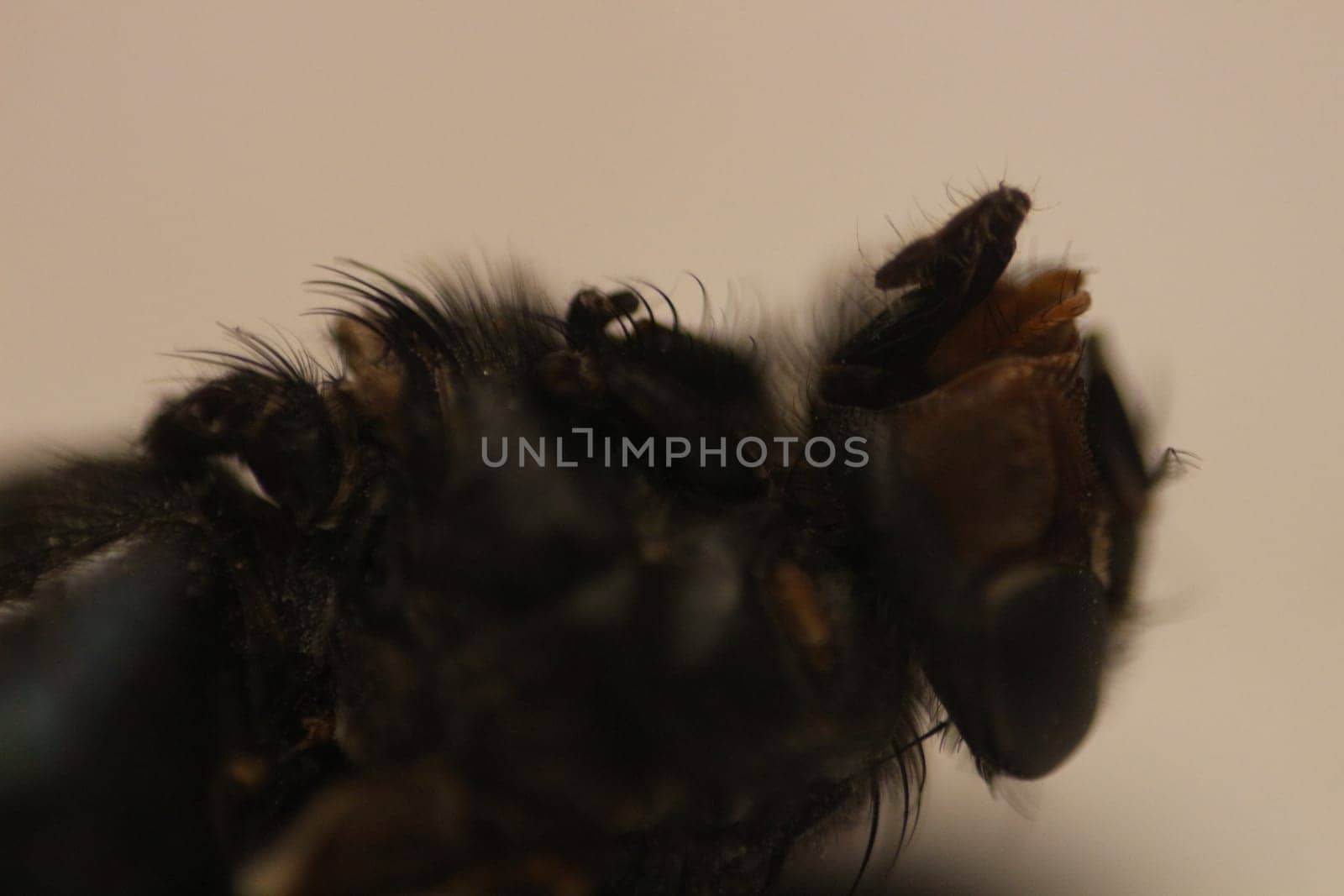 Delve into the mesmerizing world of macro photography as you capture the intricate details of a fly in stunning detail