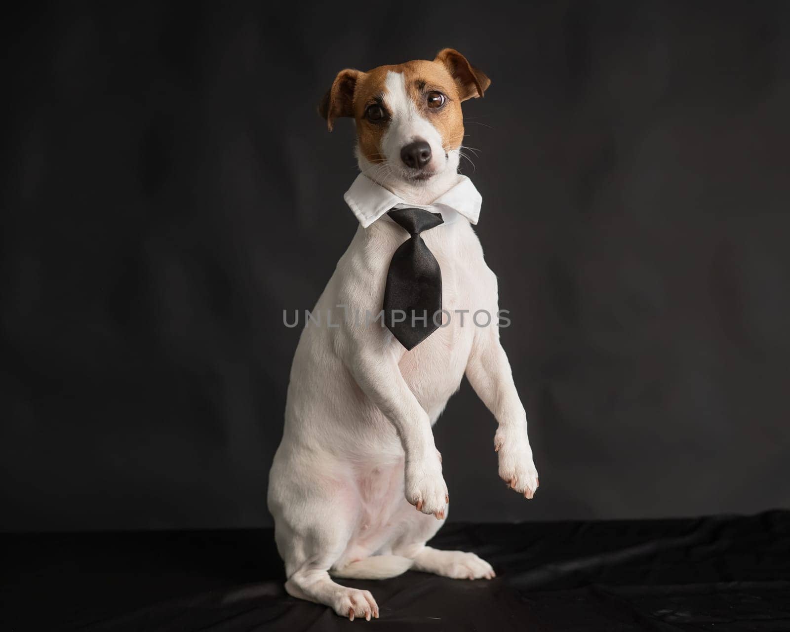 Jack Russell Terrier dog in a tie on a black background. Copy space