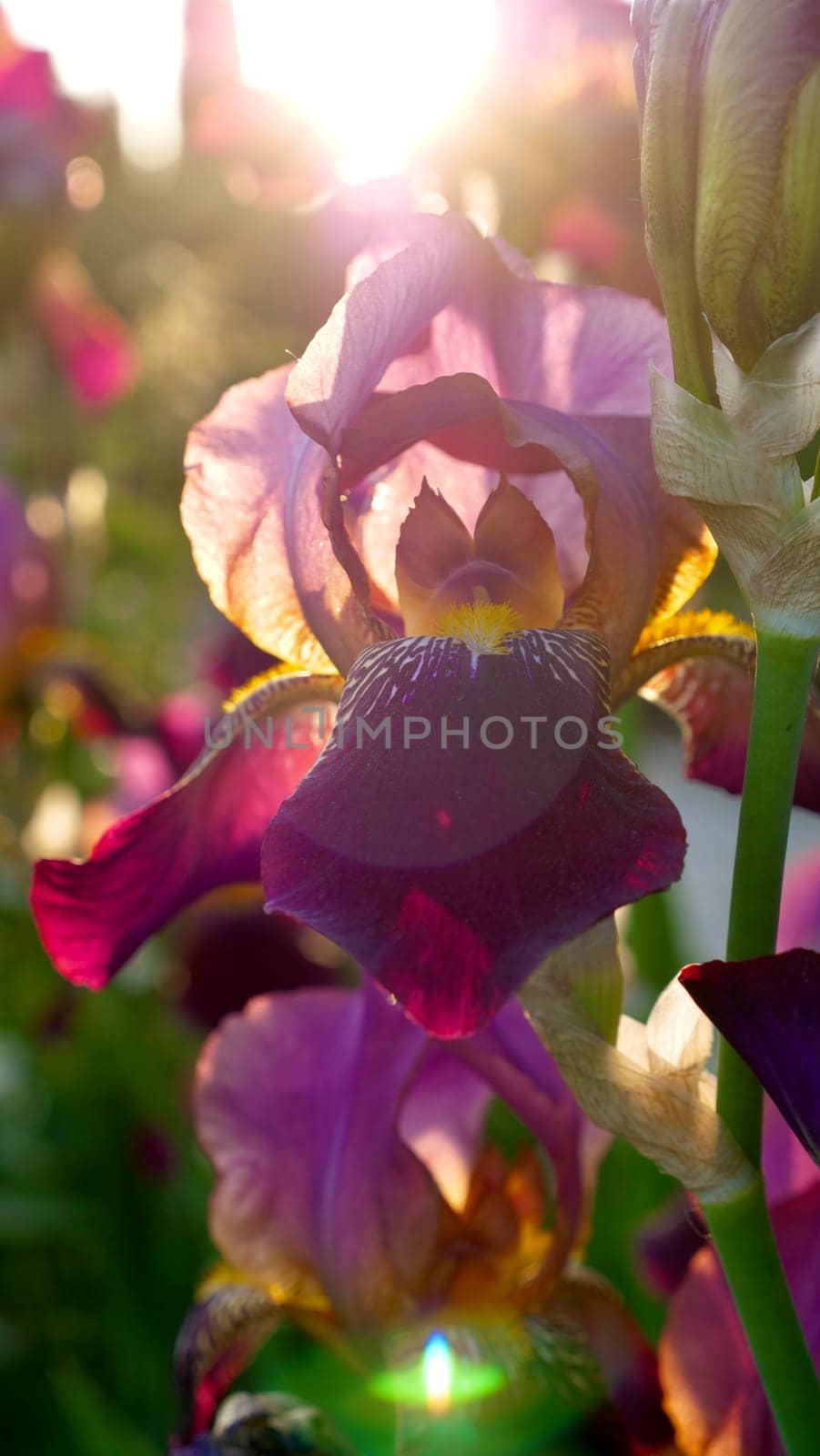 Floral natural background with blue gardenia, pink rose, white chrysanthemum close-up