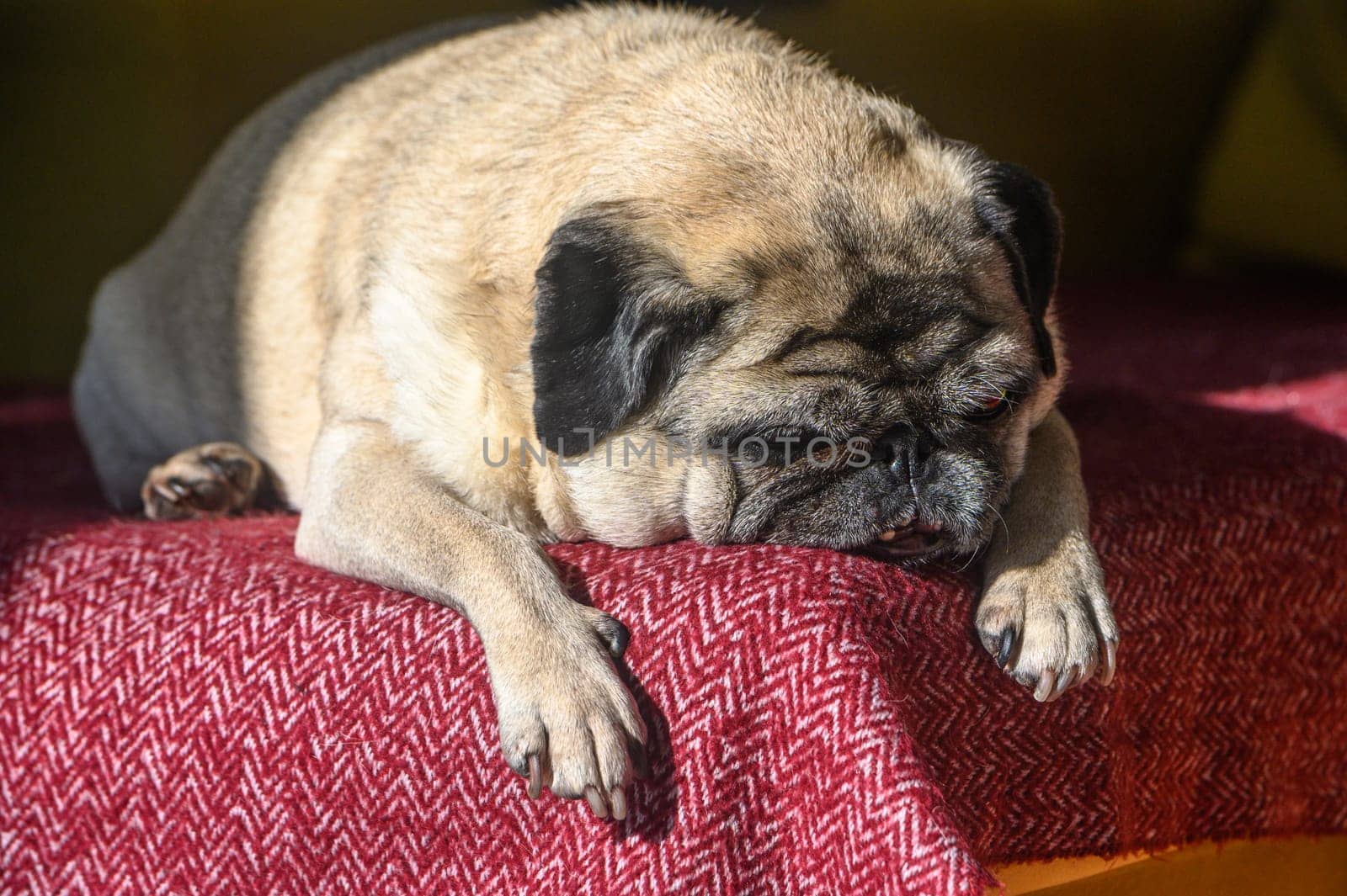 An old pug sleeps on a red sofa.4