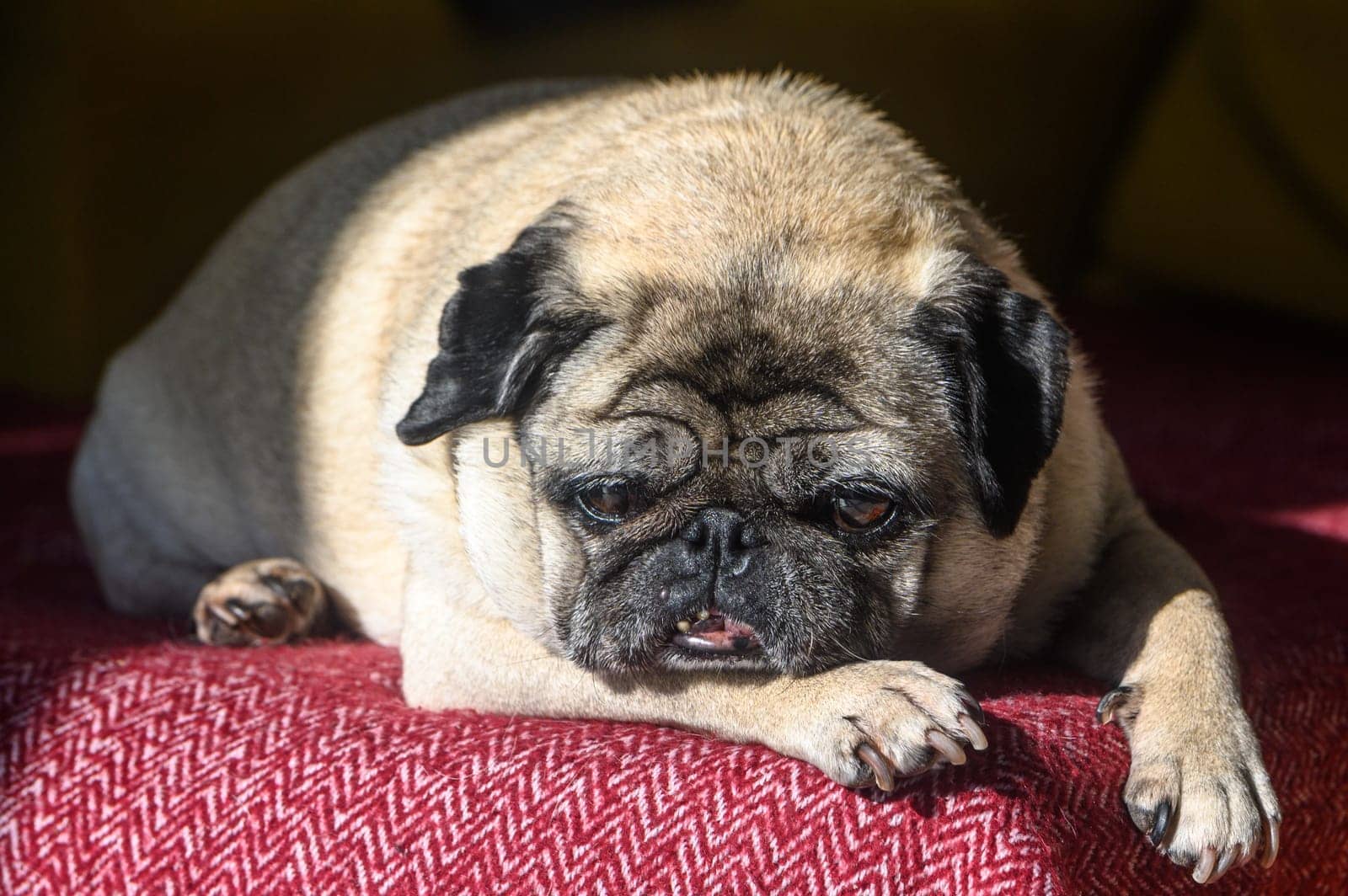 An old pug sleeps on a red sofa.3