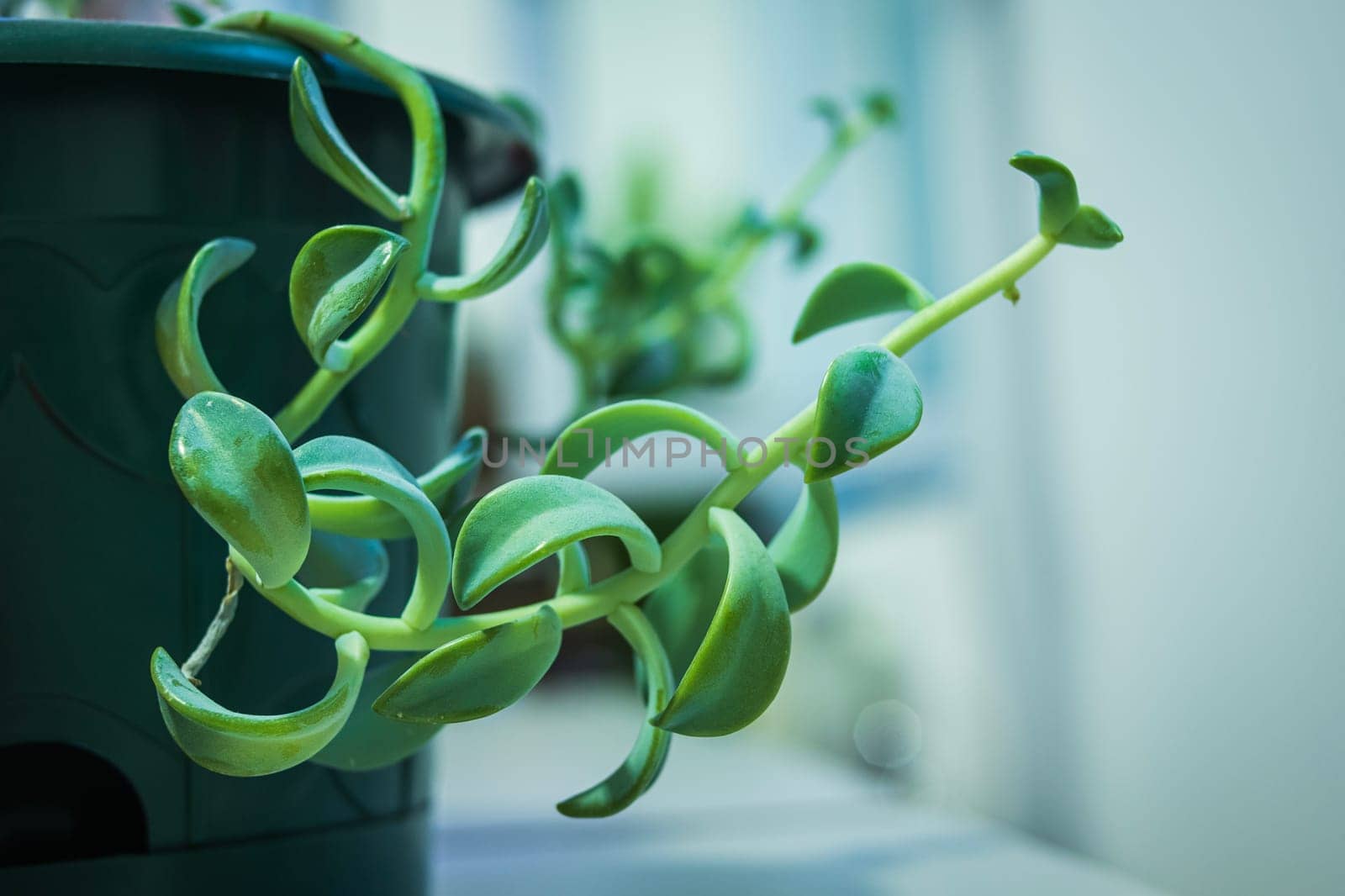 Close up of a houseplant Crassula plant in a pot on a table by jackreznor