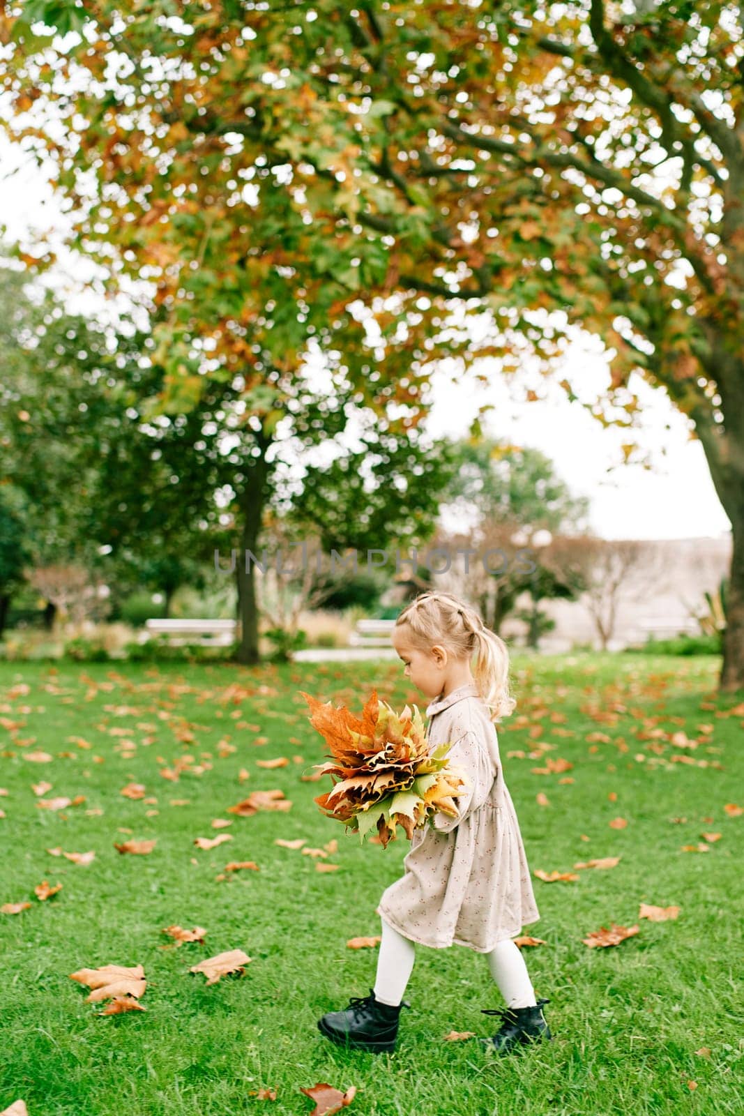 Little girl walks through the park collecting a bouquet of yellow leaves. Side view. High quality photo