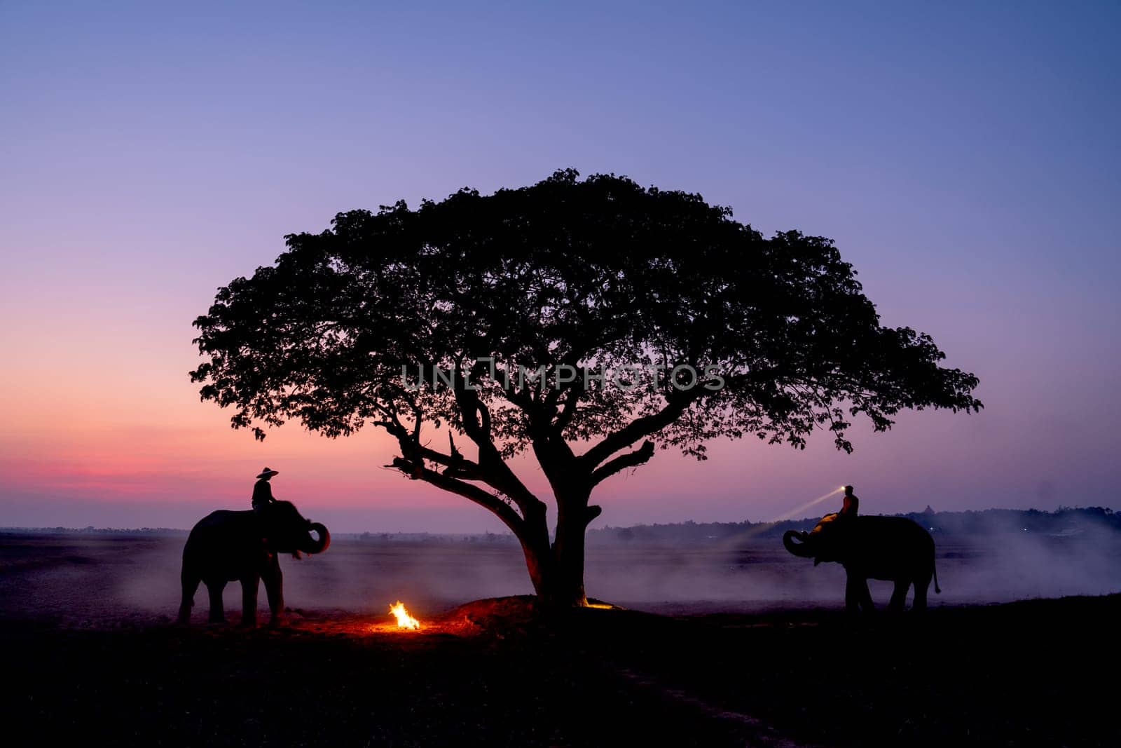 Two elephants with mahouts stay near bonfire and beautiful tree in rice field with light of early morning in concept of relationship between human and wildlife animal.