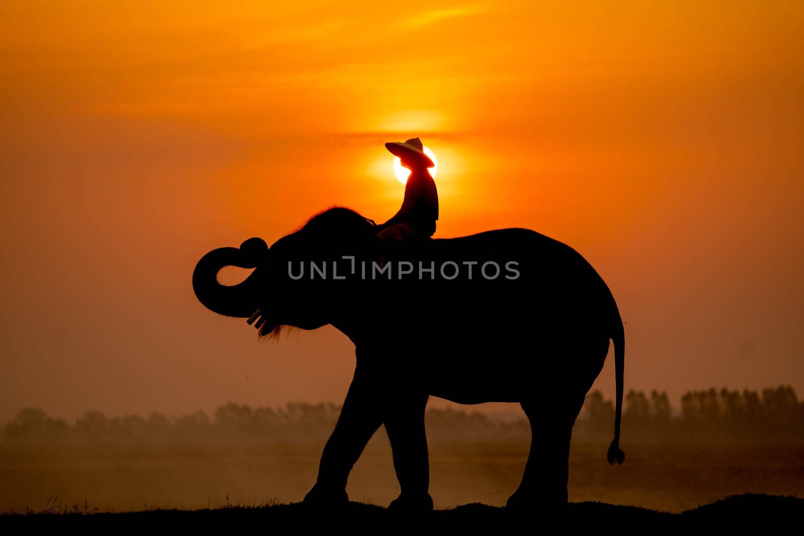 Silhouette of mahout man sit on back of big Asian elephant and stand in the field with morning sun on background.