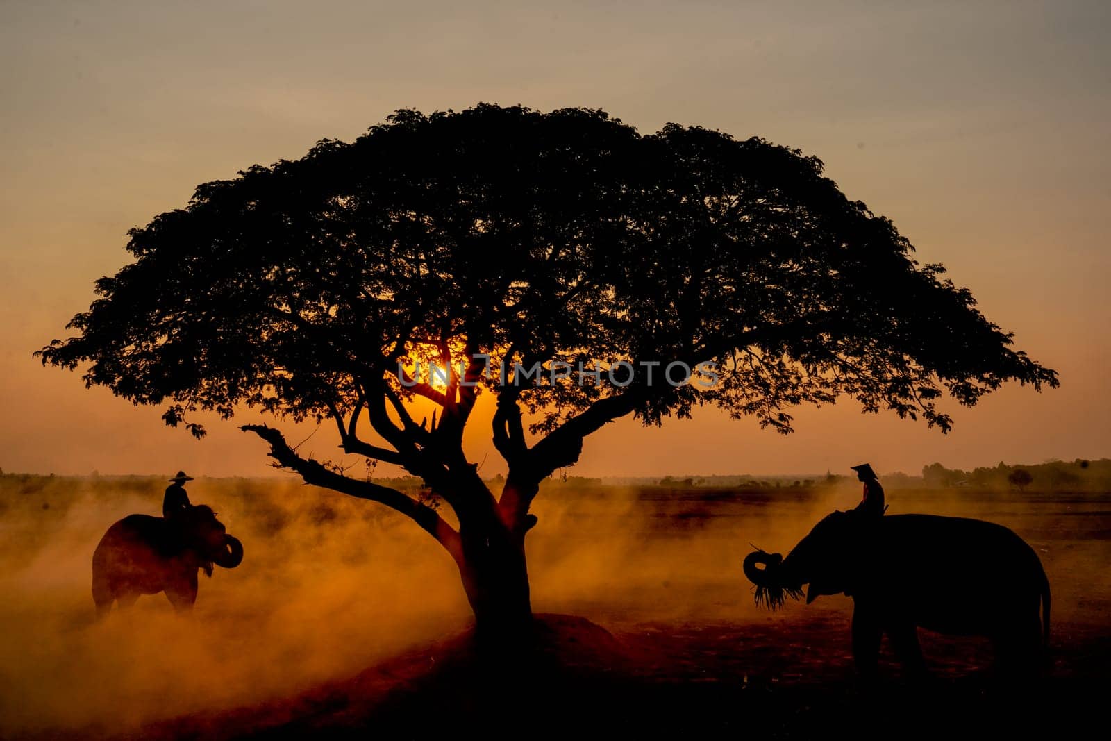 Two elephants with mahout stand near beautiful big tree in rice field with sunrise and mist in concept of relationship between human and animal in Asian country. by nrradmin