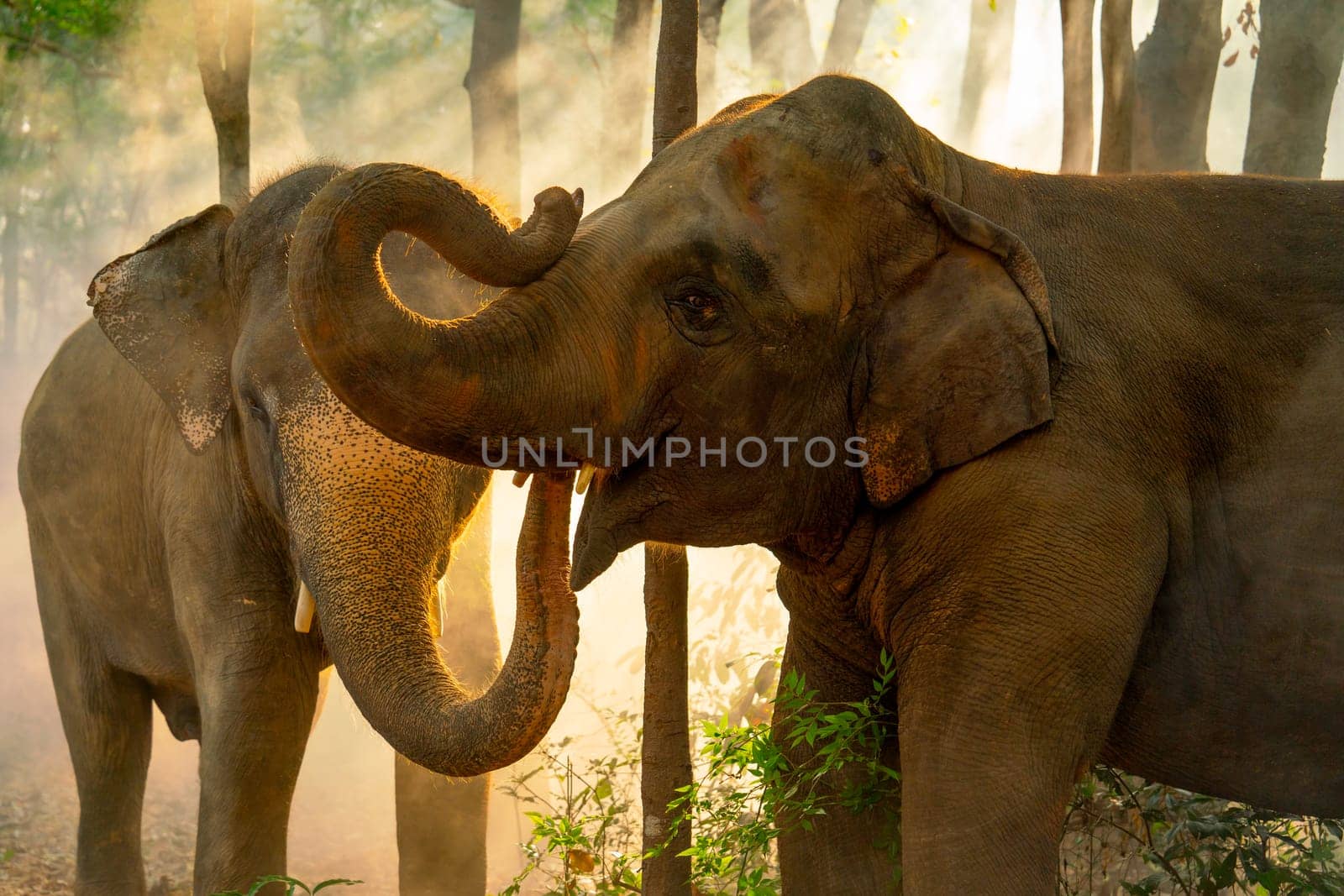 Close up two elephants stand together in forest with sunlight shine through the tree in concept of wildlife in jungle with happiness and freedom.
