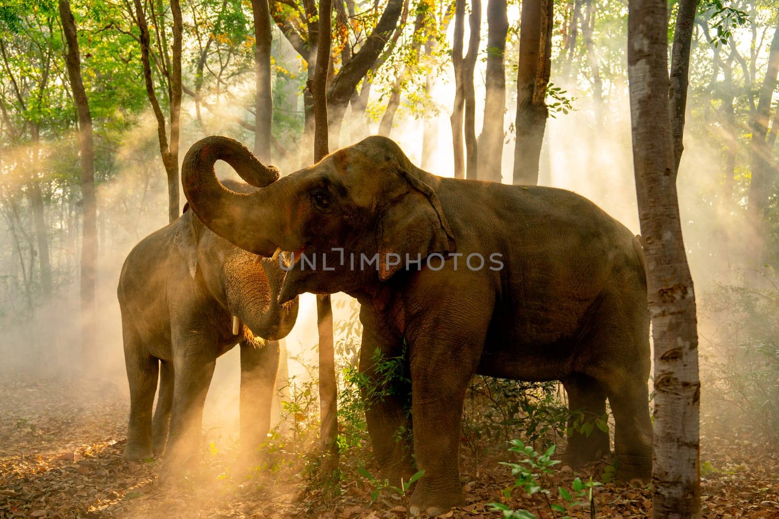Two elephants stand together in forest with sunlight shine through the tree in concept of wildlife in jungle with happiness and freedom. by nrradmin