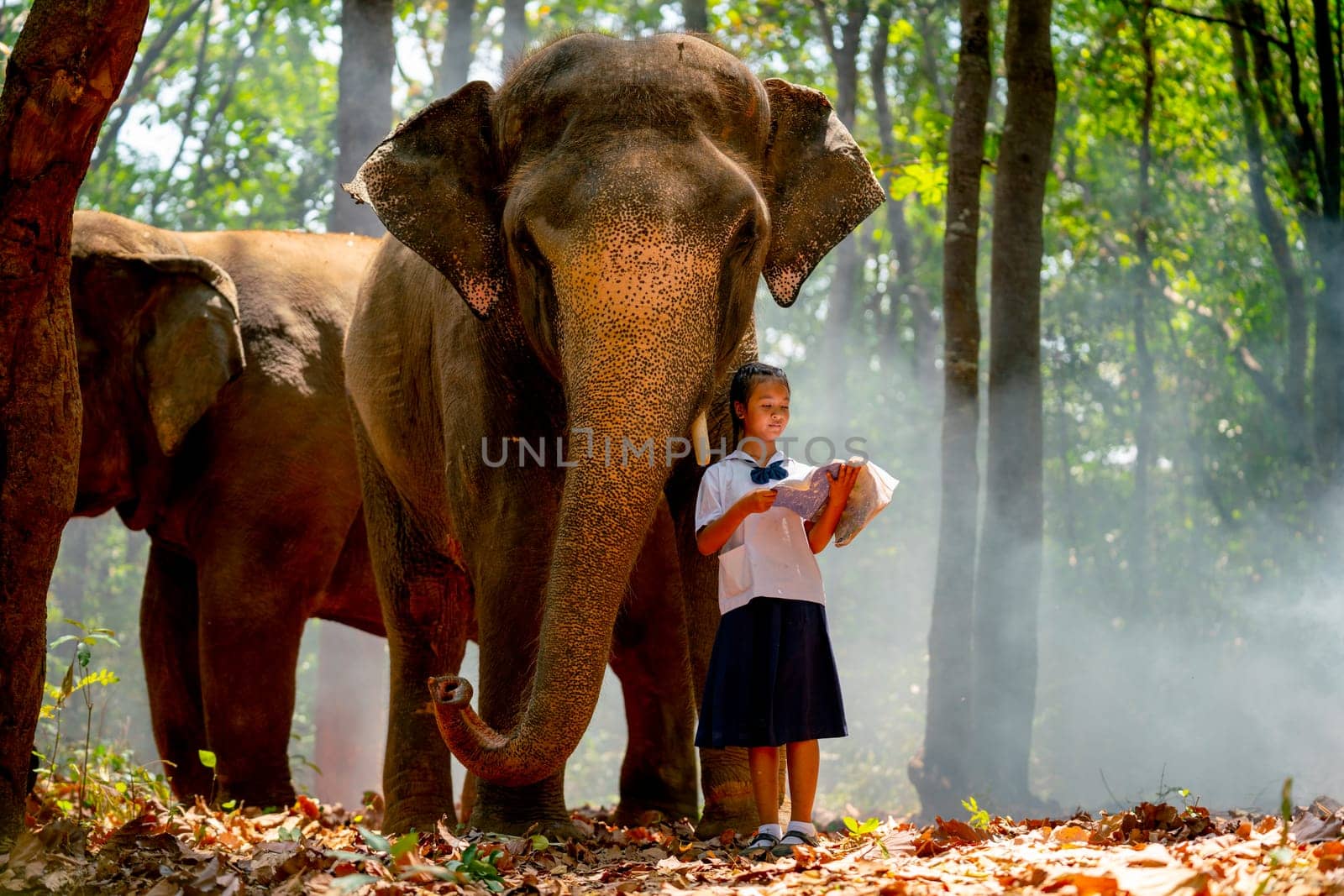 Asian girl hold book and stand near leg of elephant and also read book in concept of good relation between human and animal. by nrradmin