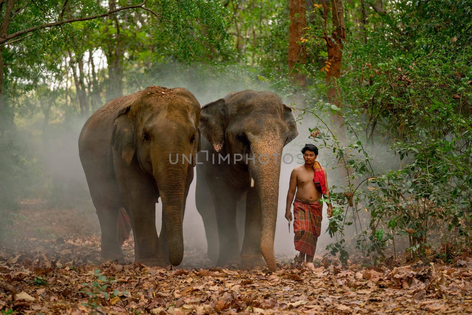 One mahout man walk with two elephant along the way in forest after work together in concept of relationship between human and wildlife animal. by nrradmin