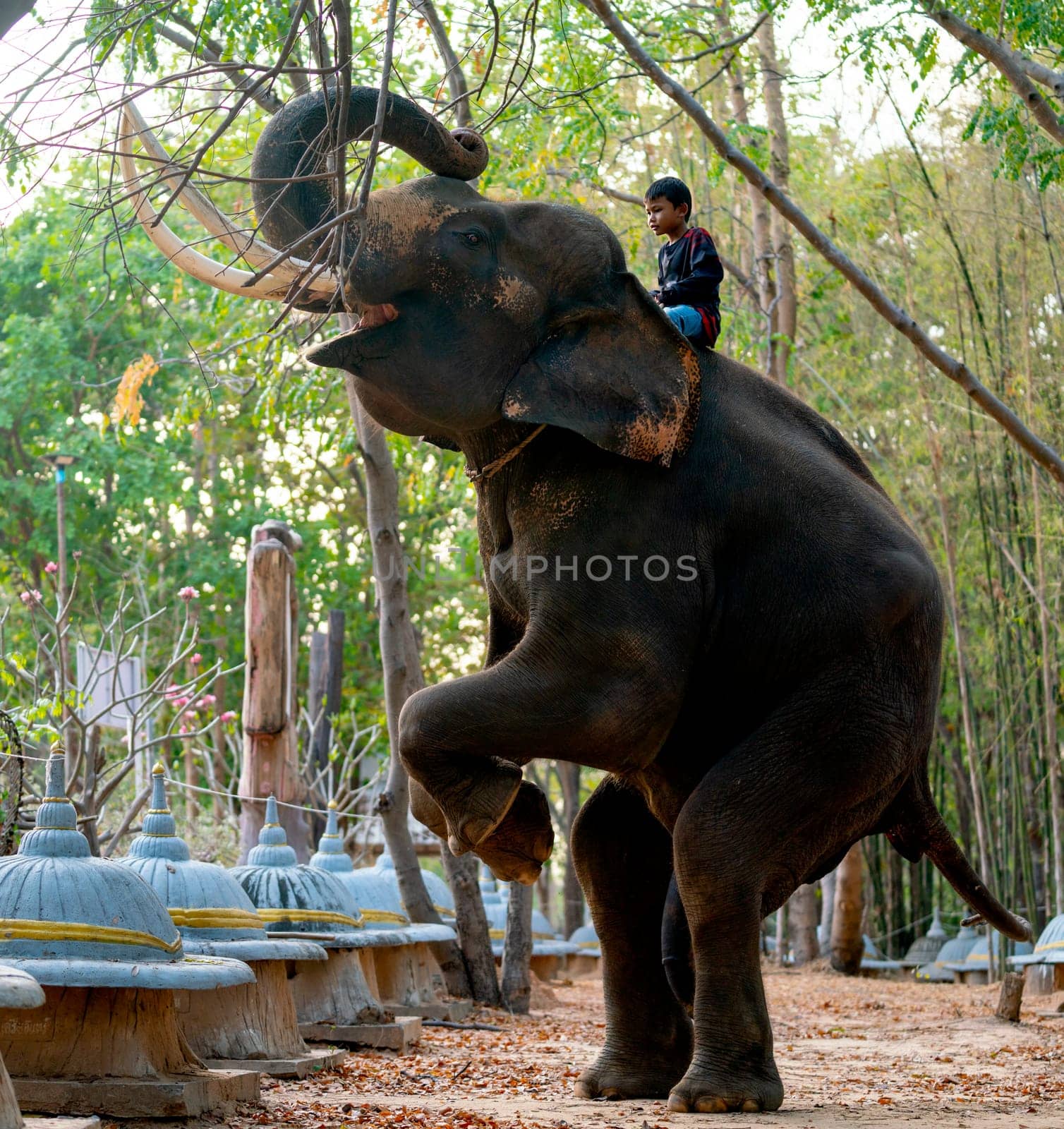 Little boy control big elephant stand with two legs to show other people in concept of relationship between human and wildlife animal. by nrradmin