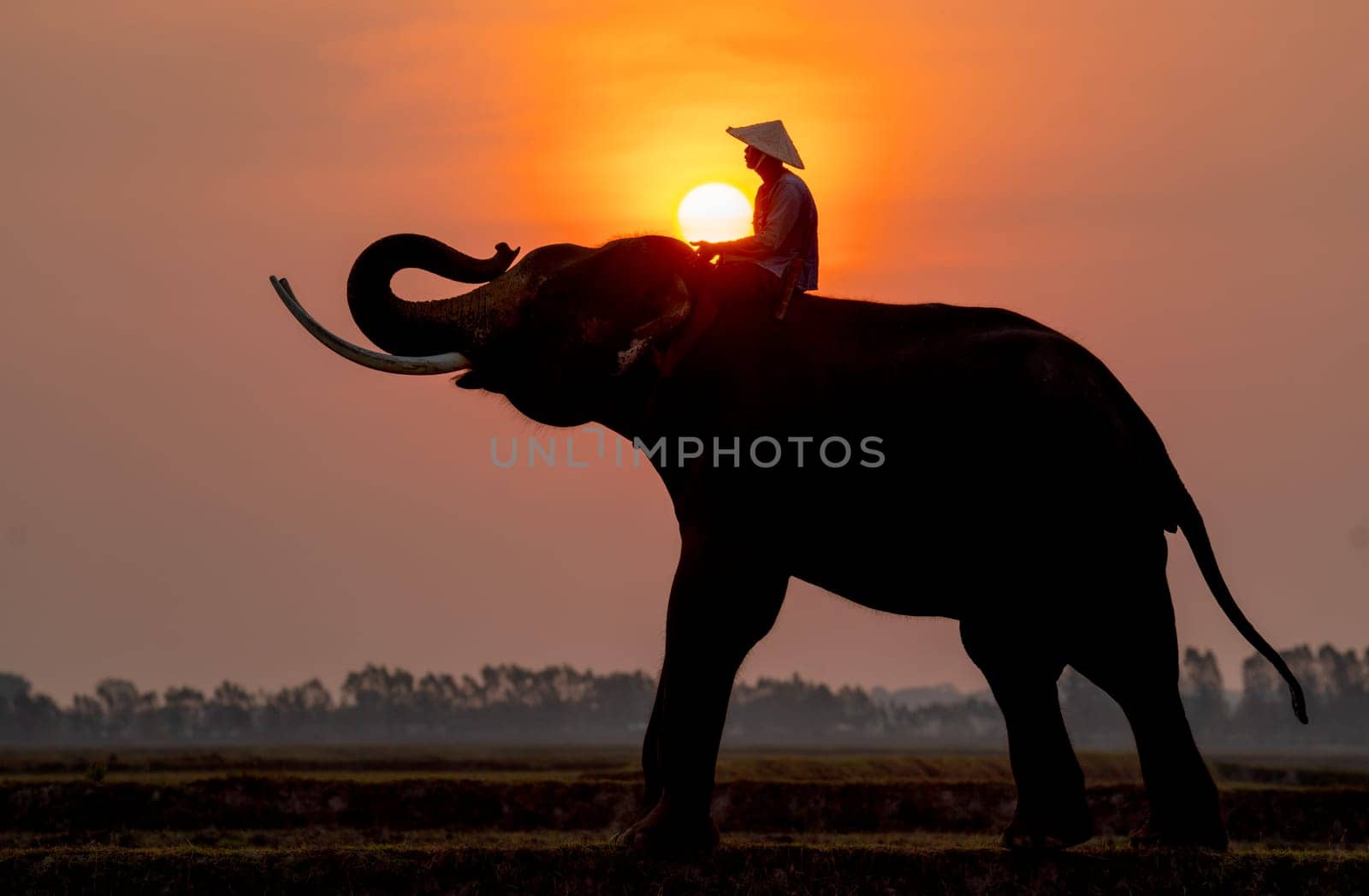 Silhouette of mahout man sit on back of big Asian elephant and stand in the field with morning sun on background with mahout in position of touch and hold the sun. by nrradmin
