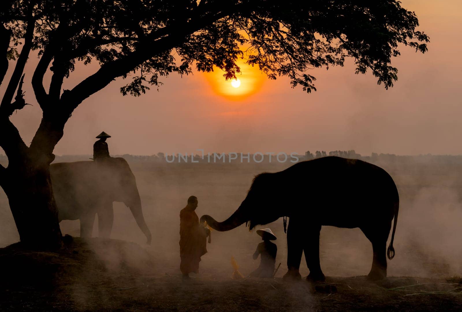 Monk get some food and others from elephant that give by using trunk and mahout also sit beside for respect and they stay near big tree in rice field with sunrise in the morning. by nrradmin